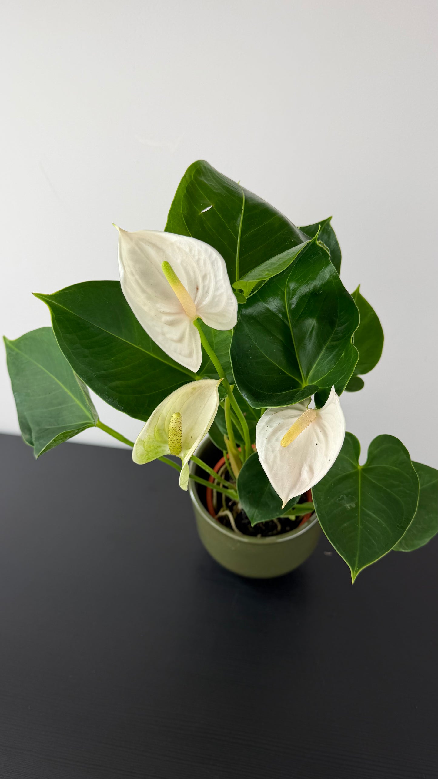 Anthurium White