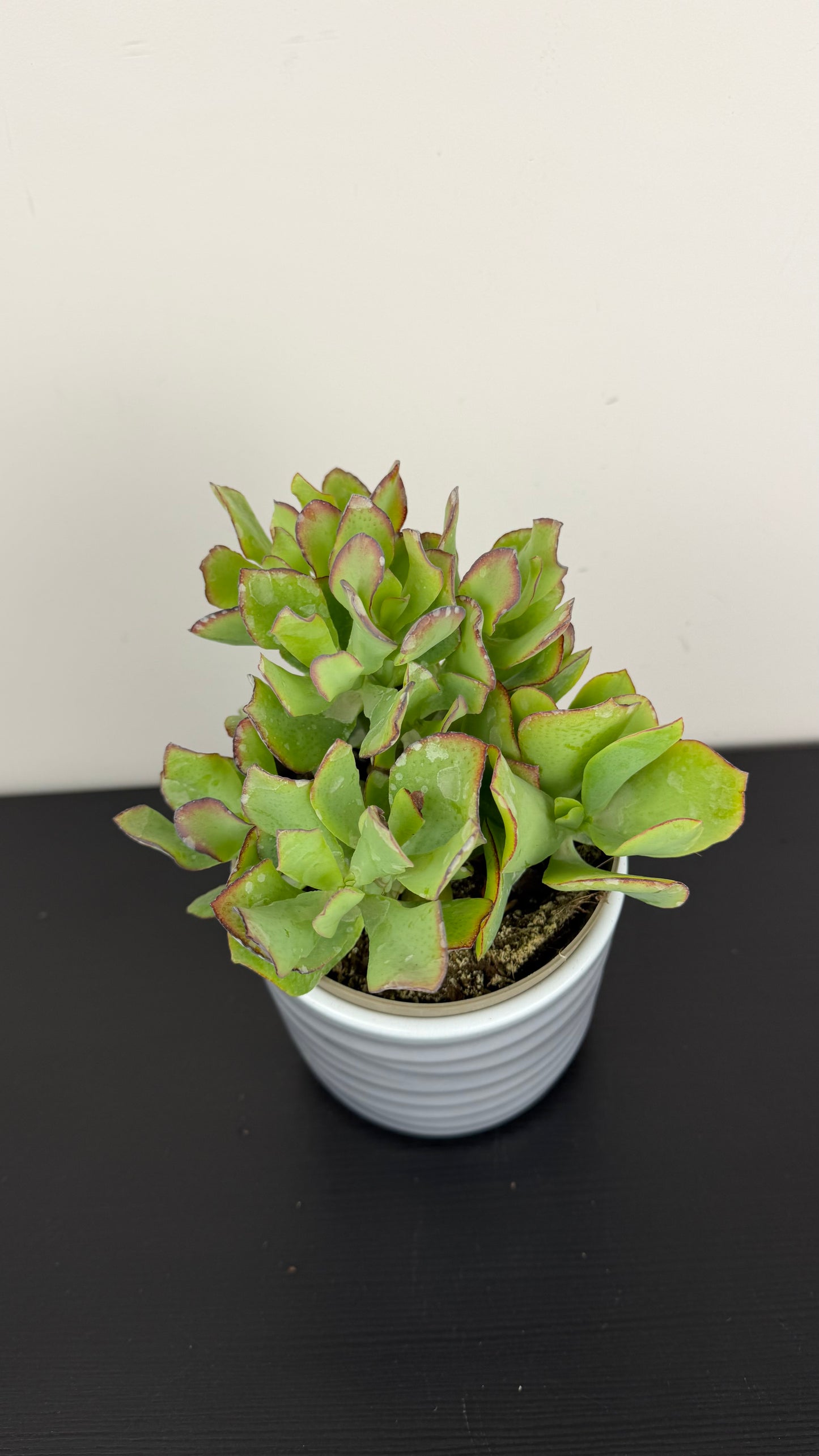 Crassula 16