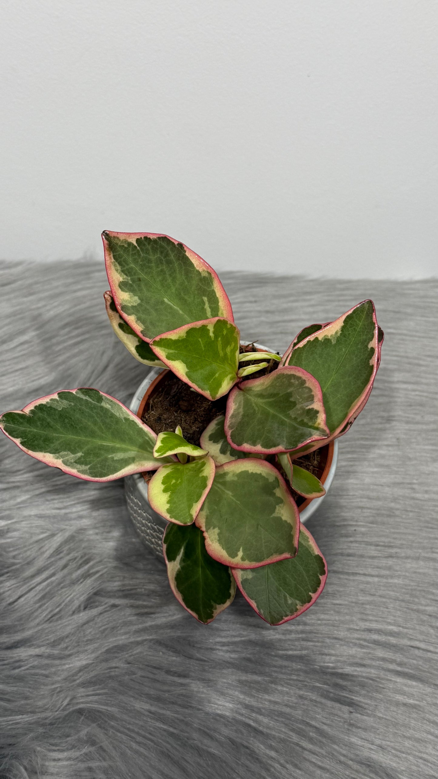 Peperomia Jellie