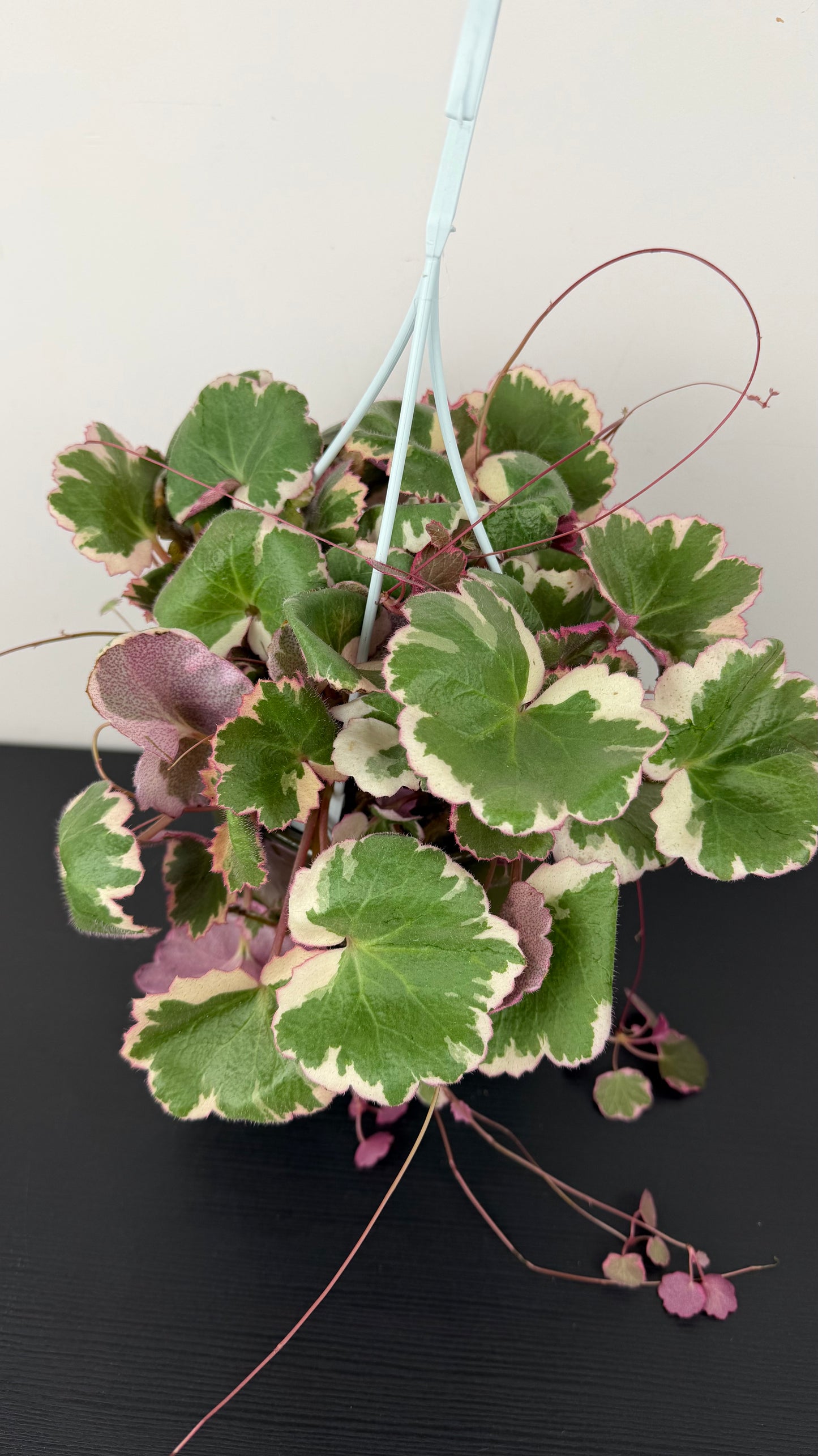 Saxifraga Tricolor