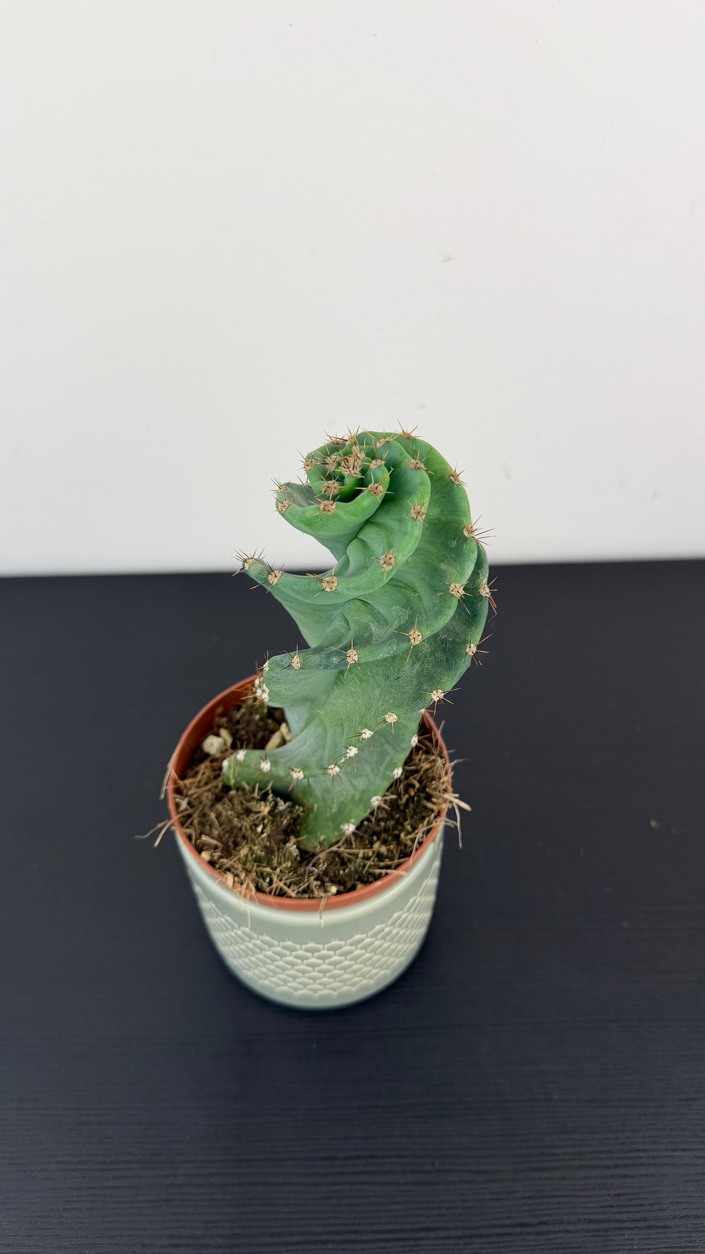 Cereus Peruvianus Tortuosus