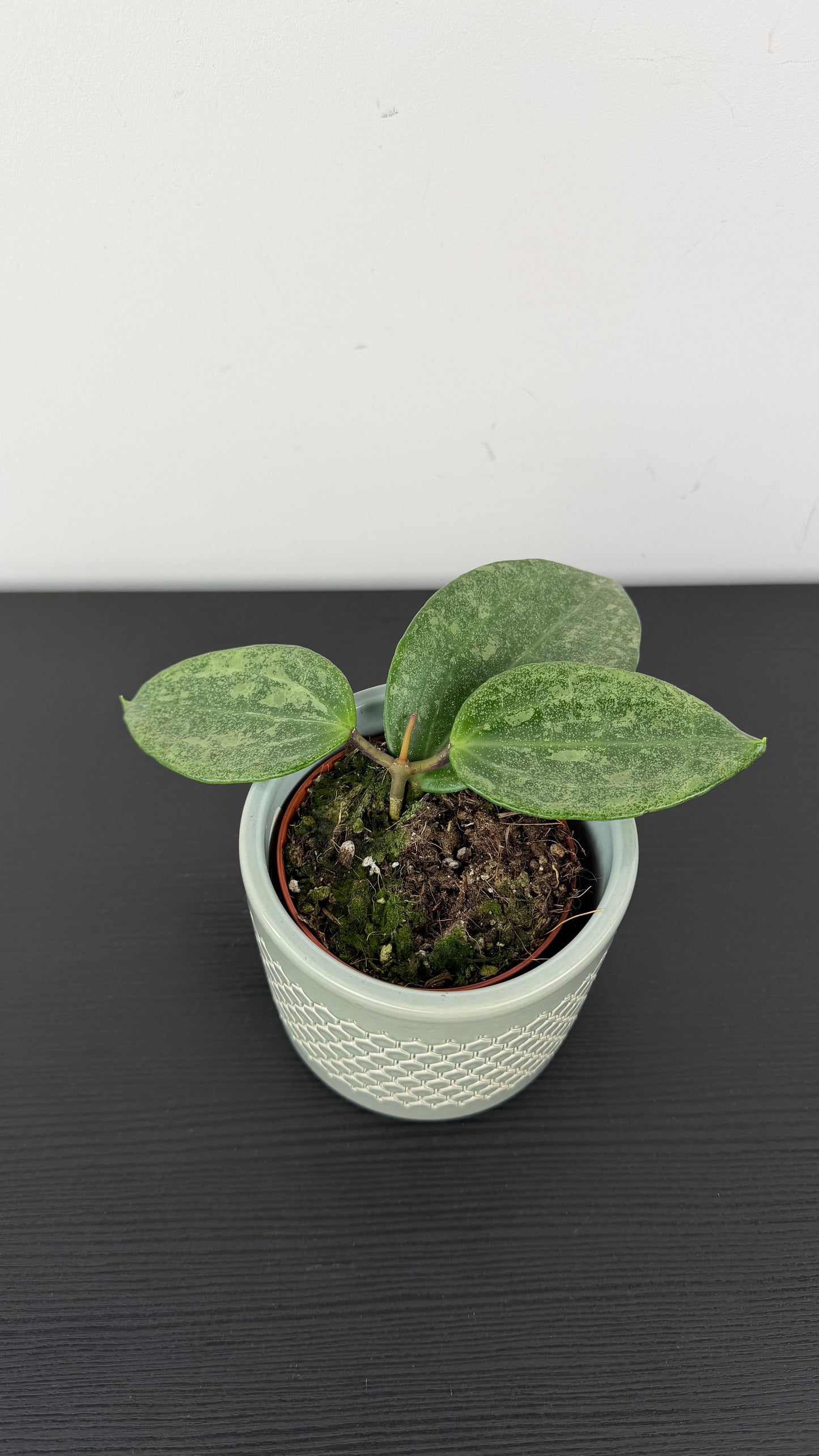 Hoya latifolia Rimba Perak