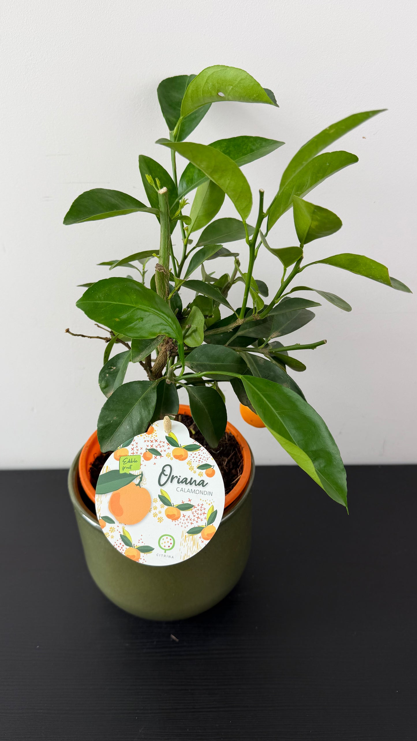 Citrus Microcarpa