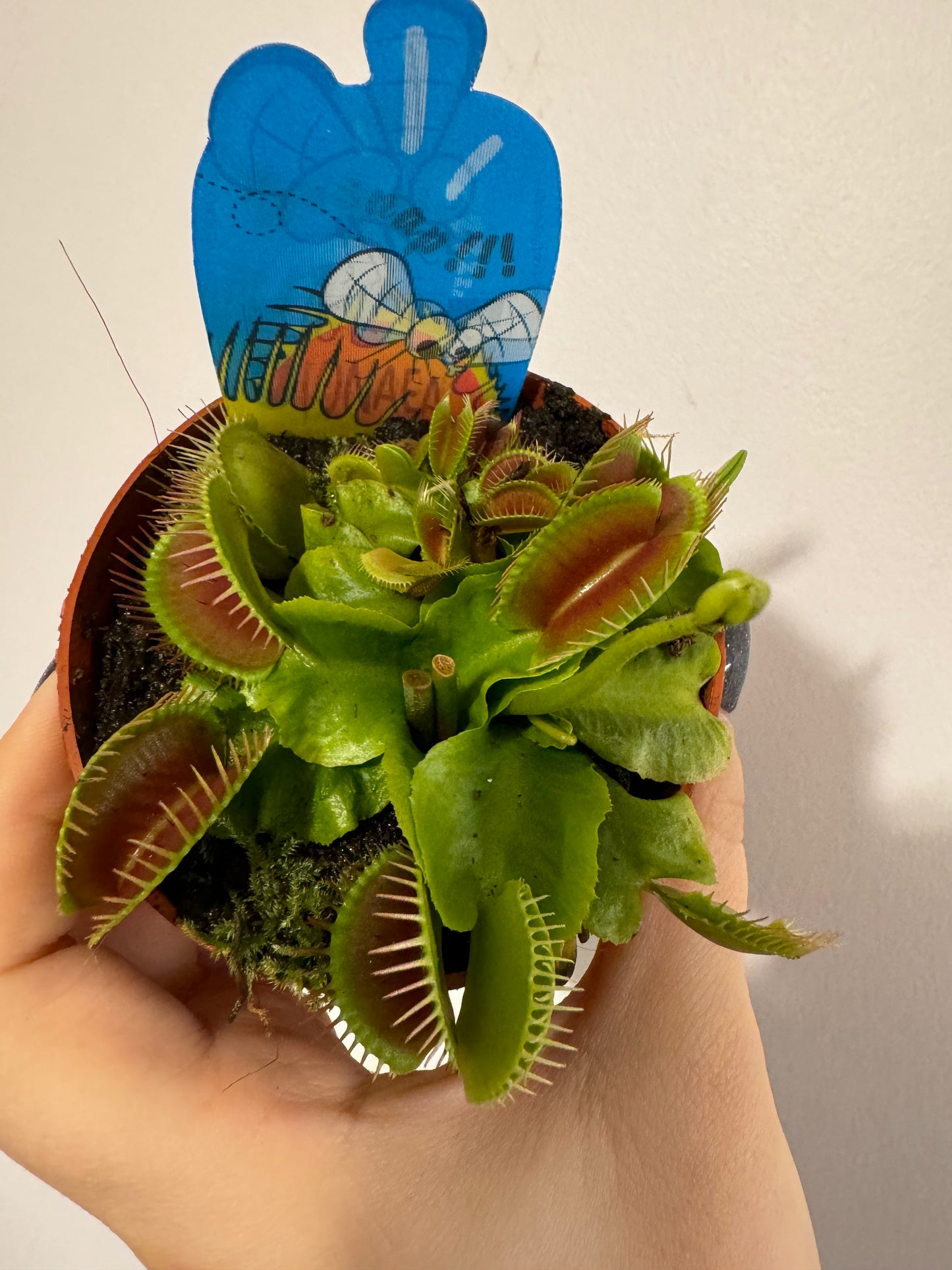 Mušķērājs Dionaea Muscipula - www.augi-plants.lv