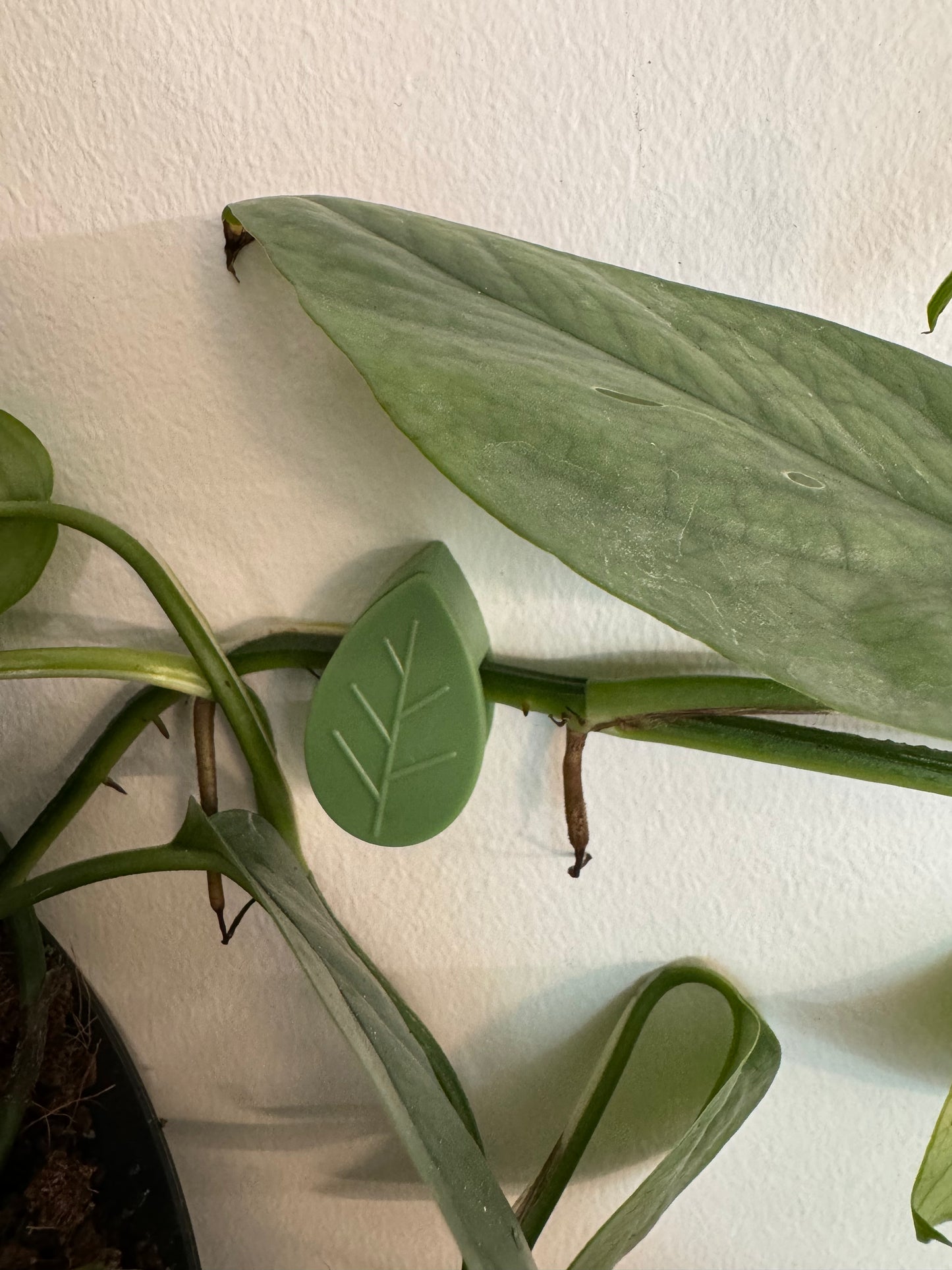 Augu fiksācijas klipši sienai - www.augi-plants.lv