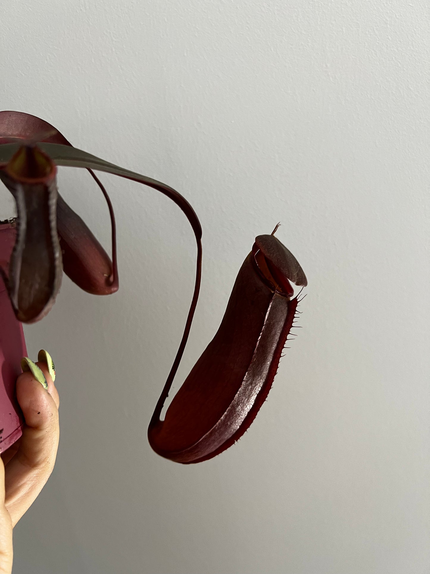 Mušķērājs Nepenthes Rebecca Soper - www.augi-plants.lv