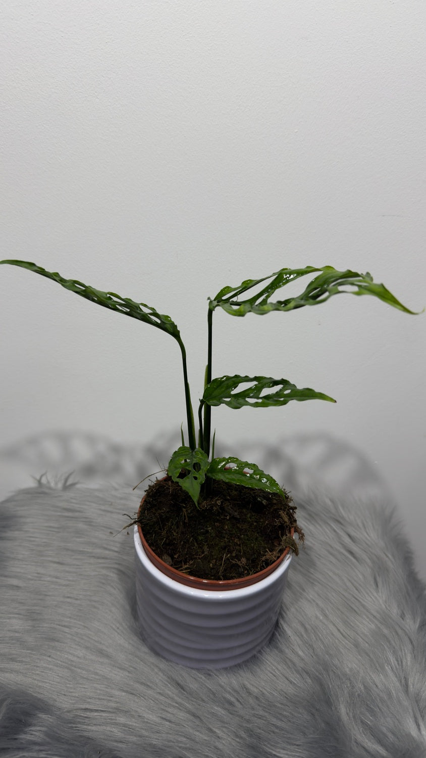 Monstera Obliqua Peru - www.augi-plants.lv