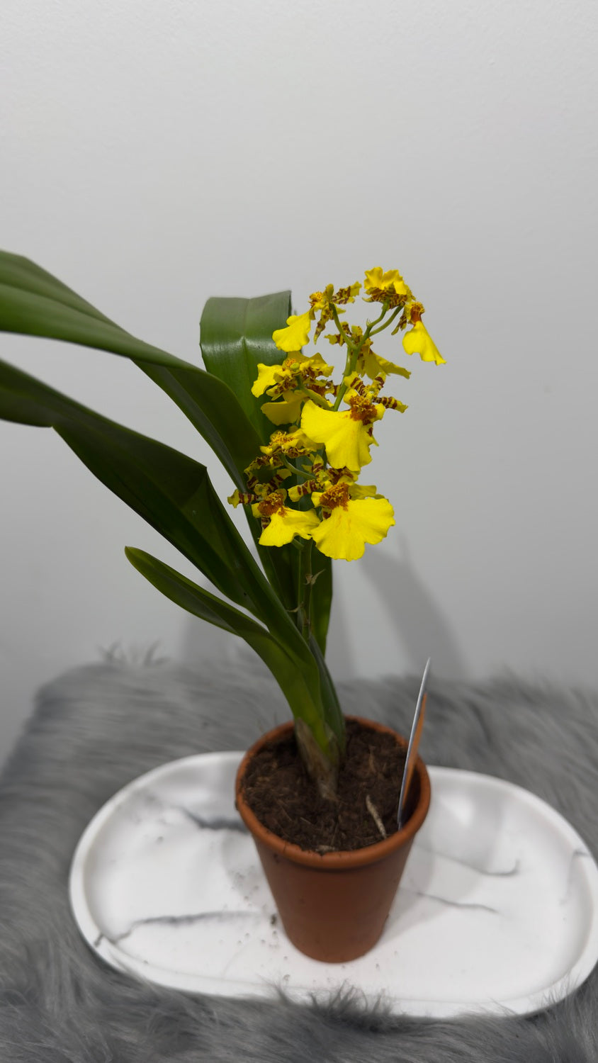 Orhideja 6 keramikas podā - www.augi-plants.lv