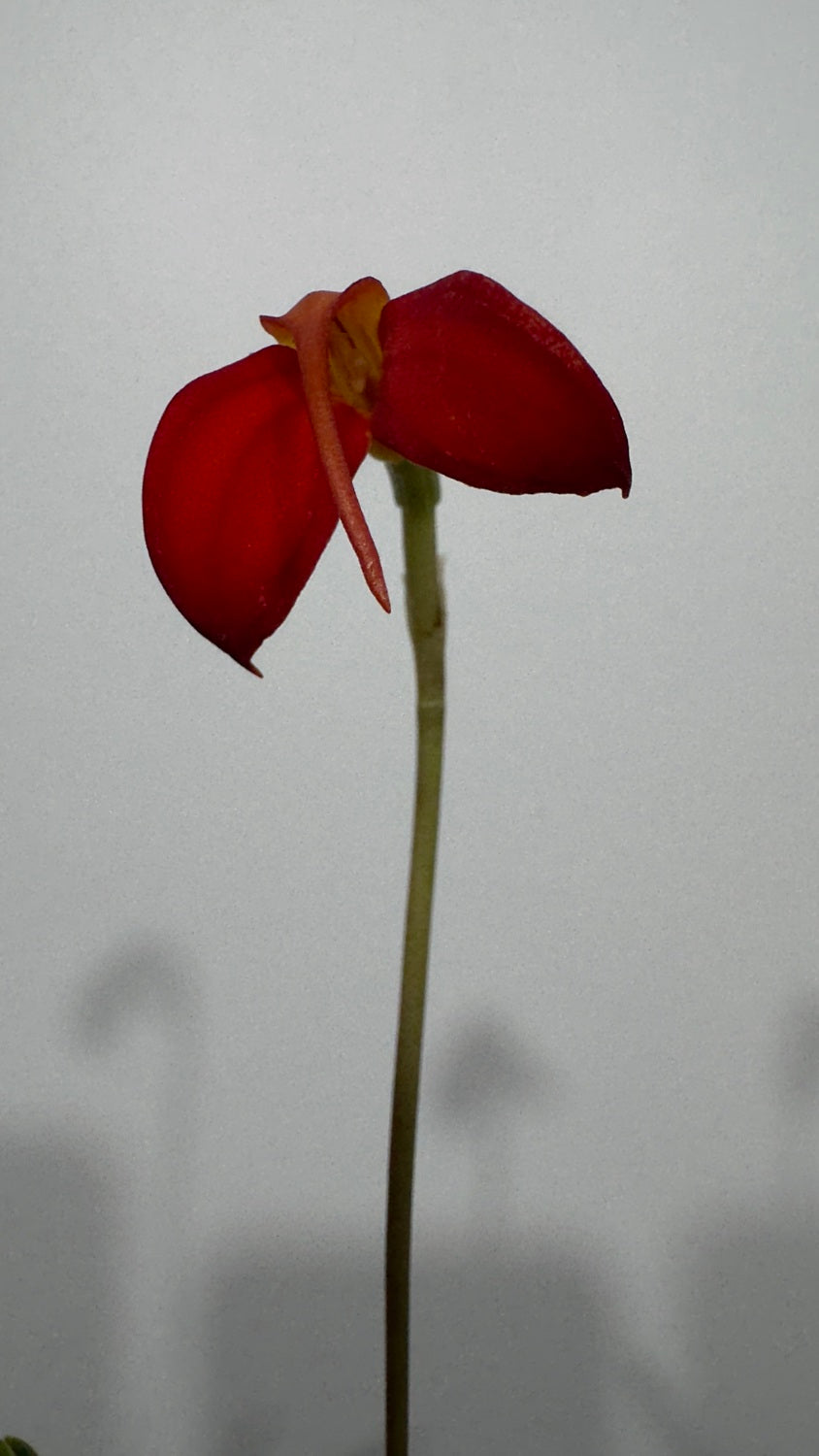 Orhideja Masdavallia 1 - www.augi-plants.lv