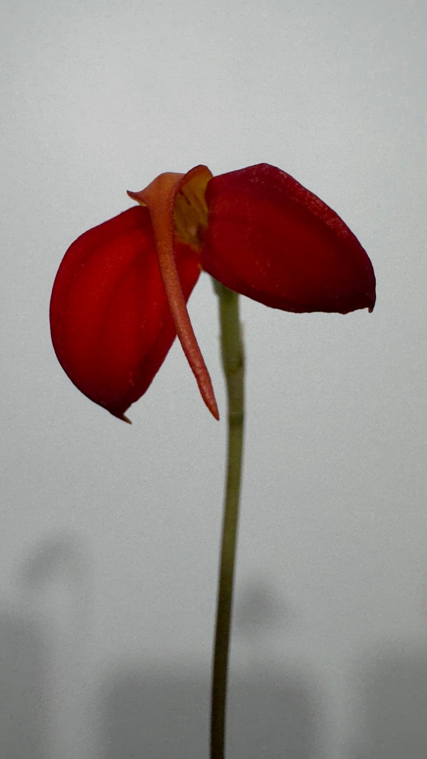 Orhideja Masdavallia 1 - www.augi-plants.lv