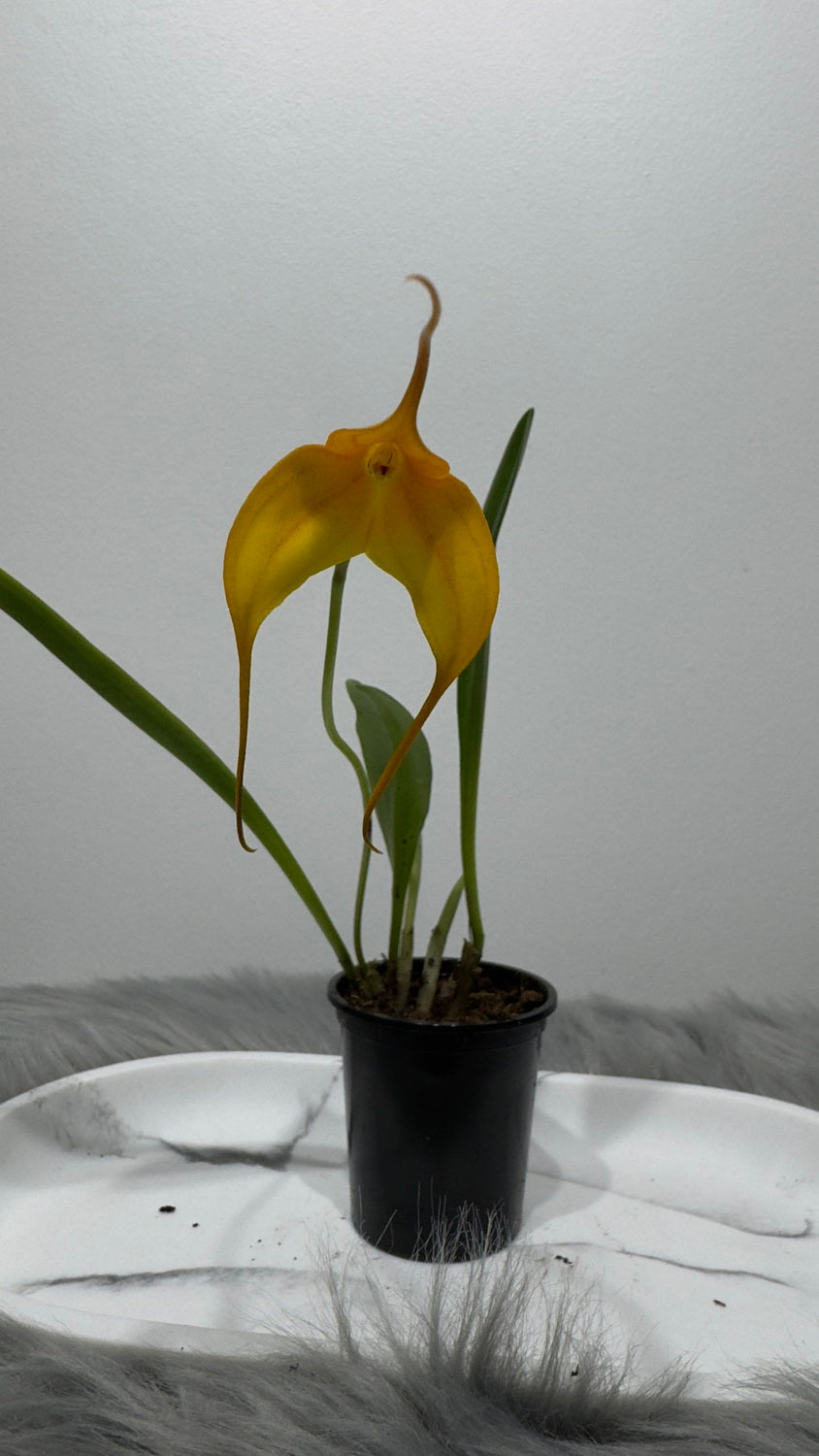 Orhideja Masdavallia 2 - www.augi-plants.lv