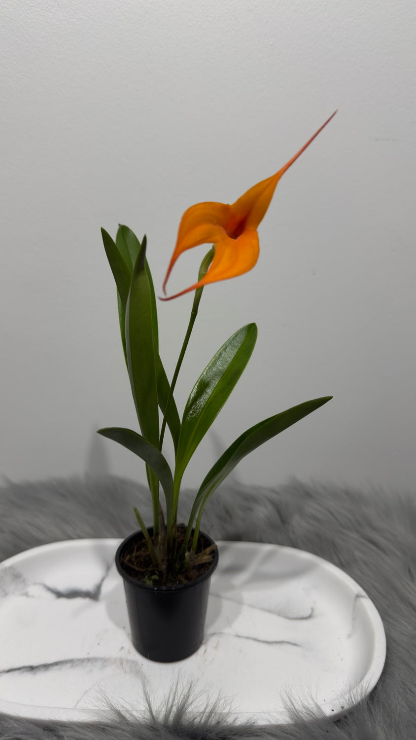 Orhideja Masdavallia 3 - www.augi-plants.lv