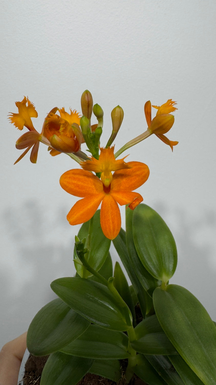 Orhideja Epidendrum 2 - www.augi-plants.lv