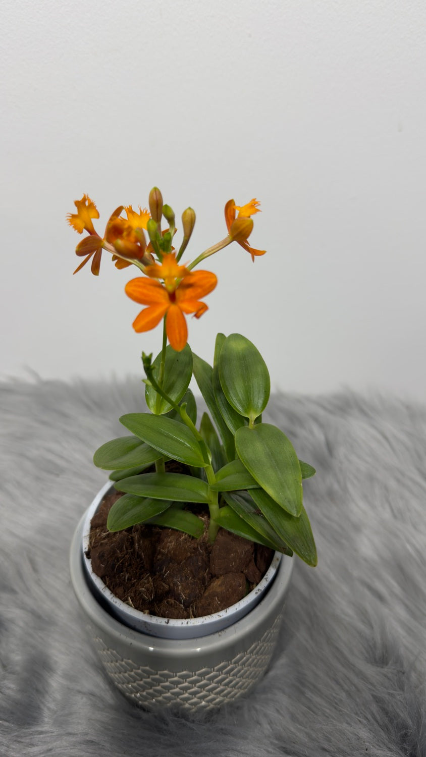 Orhideja Epidendrum 2 - www.augi-plants.lv