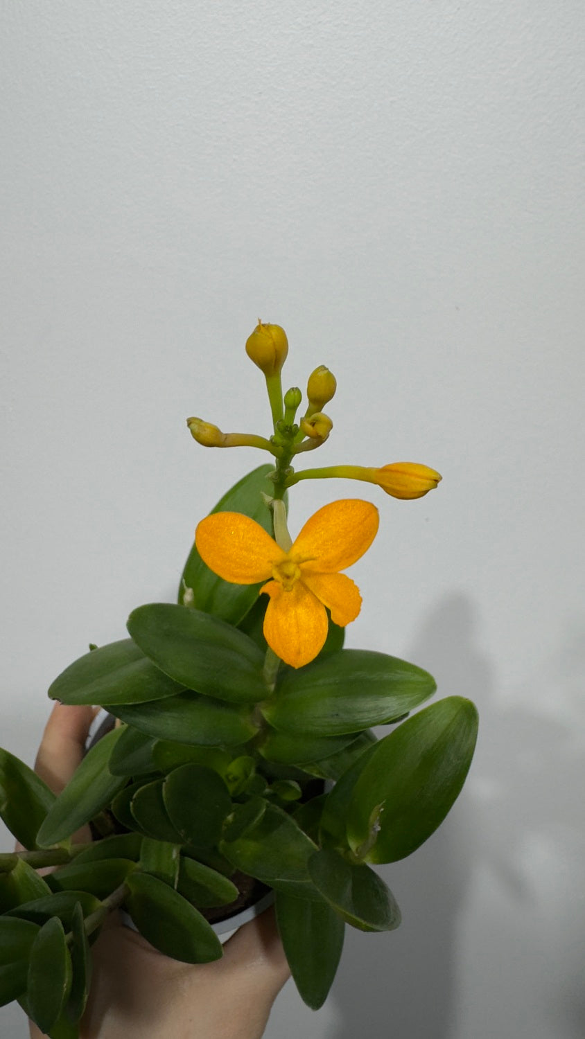 Orhideja Epidendrum 3 - www.augi-plants.lv