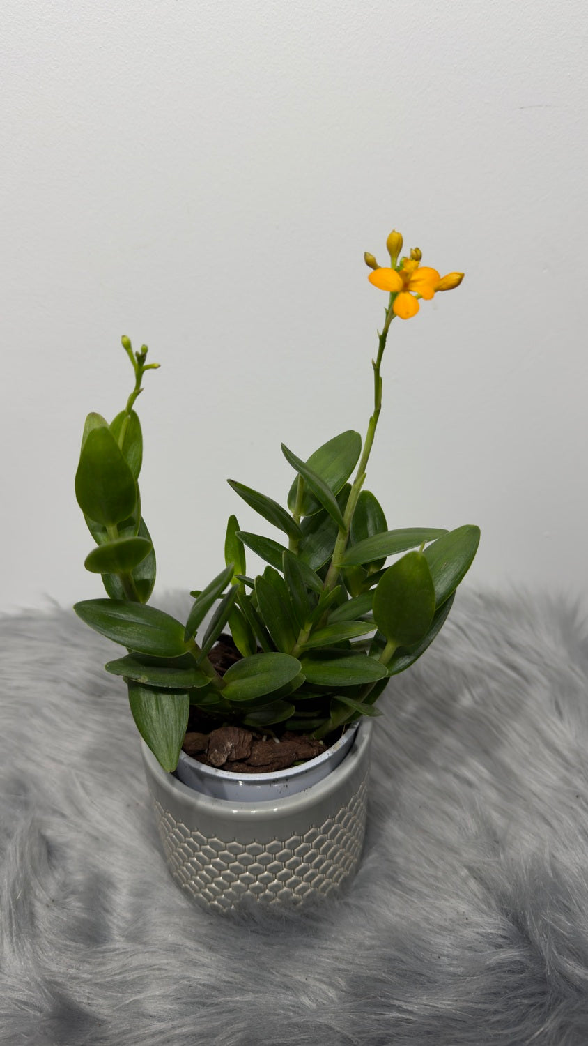 Orhideja Epidendrum 3 - www.augi-plants.lv