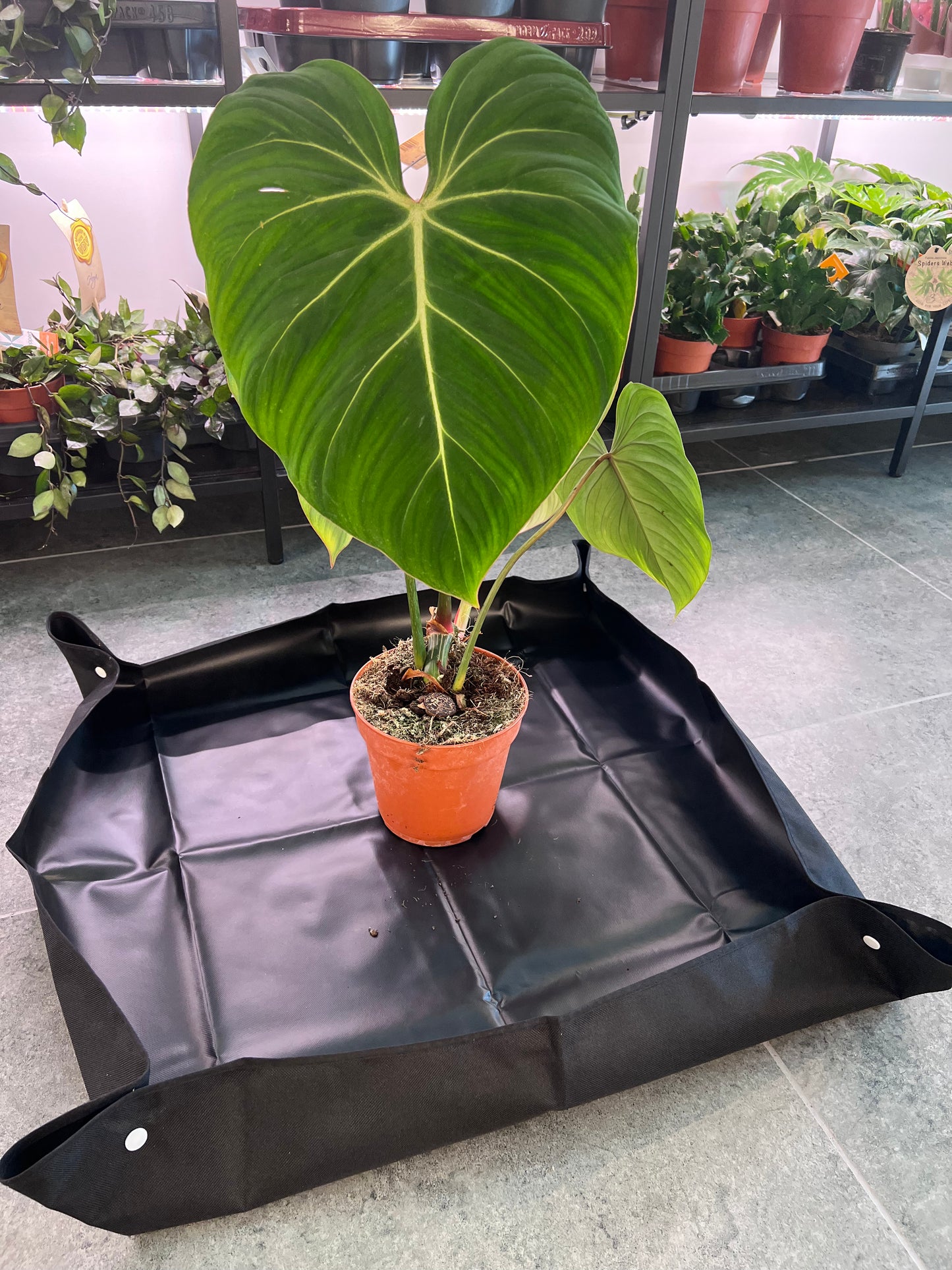 Pārstādīšanas paliktnis telpaugiem - www.augi-plants.lv