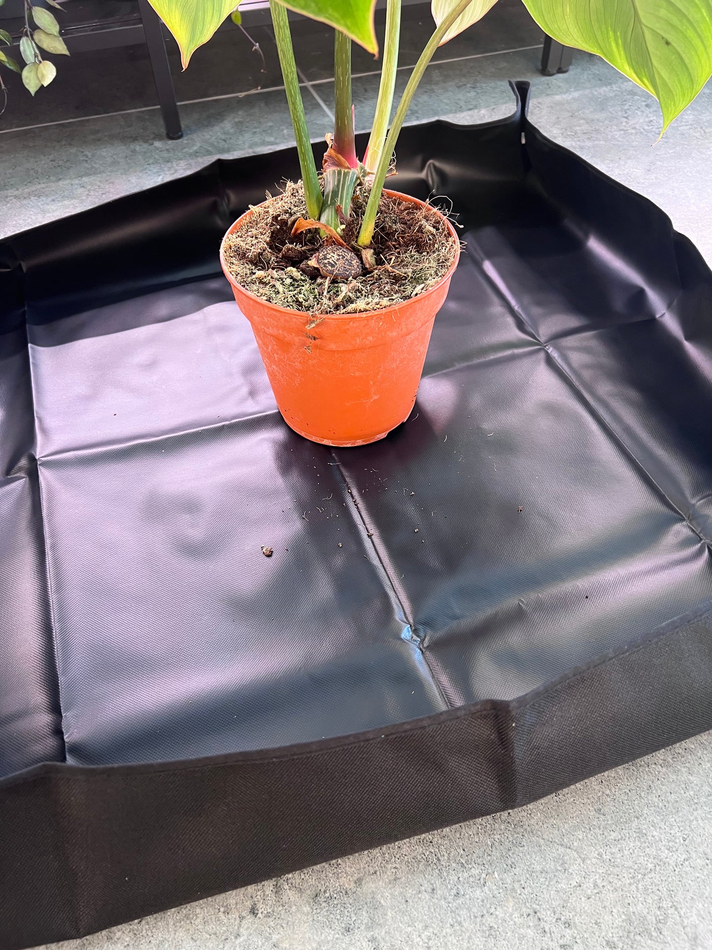 Pārstādīšanas paliktnis telpaugiem - www.augi-plants.lv