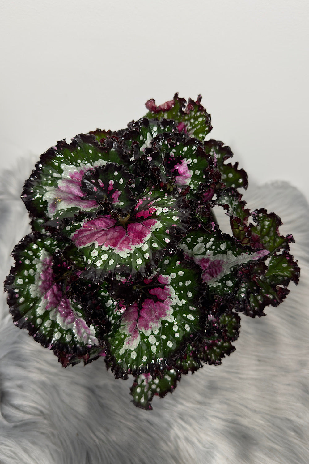 Begonia Beleaf 6 - www.augi-plants.lv