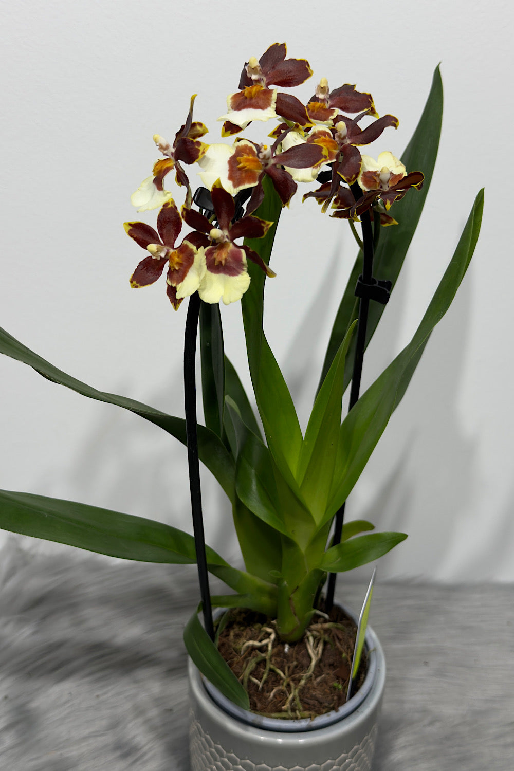 Orhideja Cambria 4
