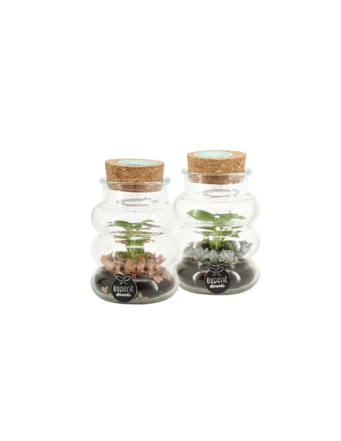 Terrarium Composition