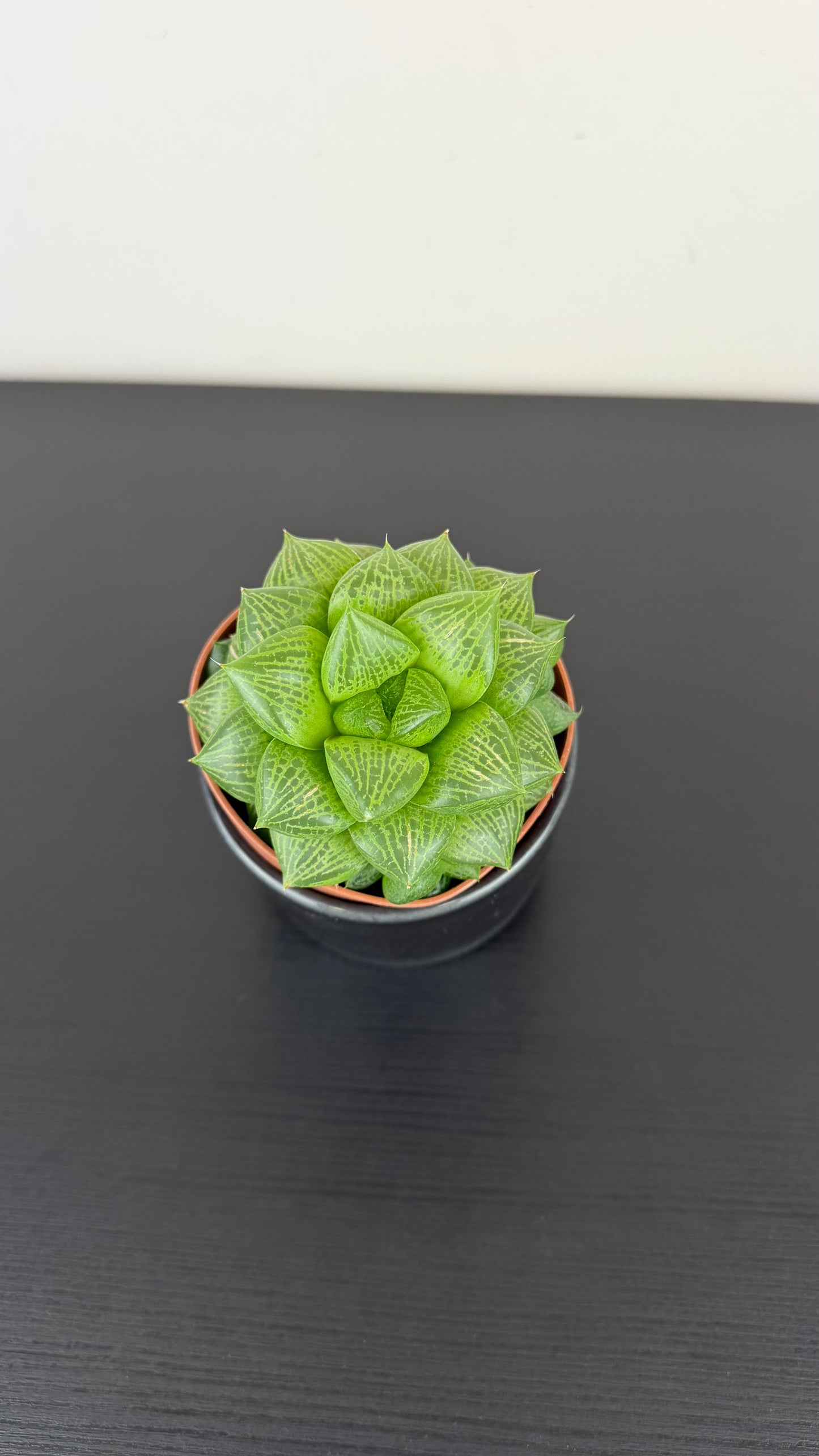 Haworthia Comptoniana Hybrid