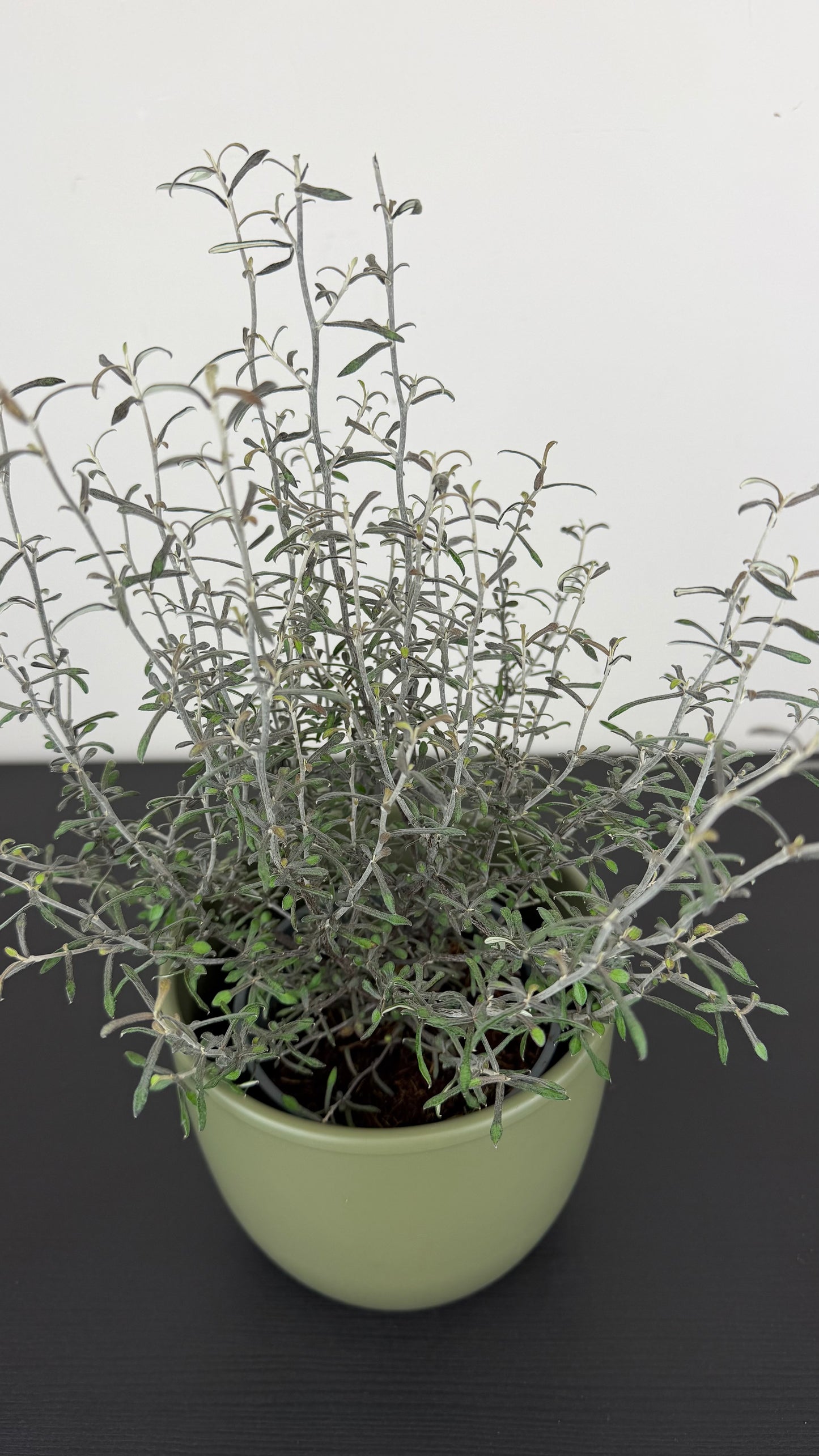 Corokia Maori Silver