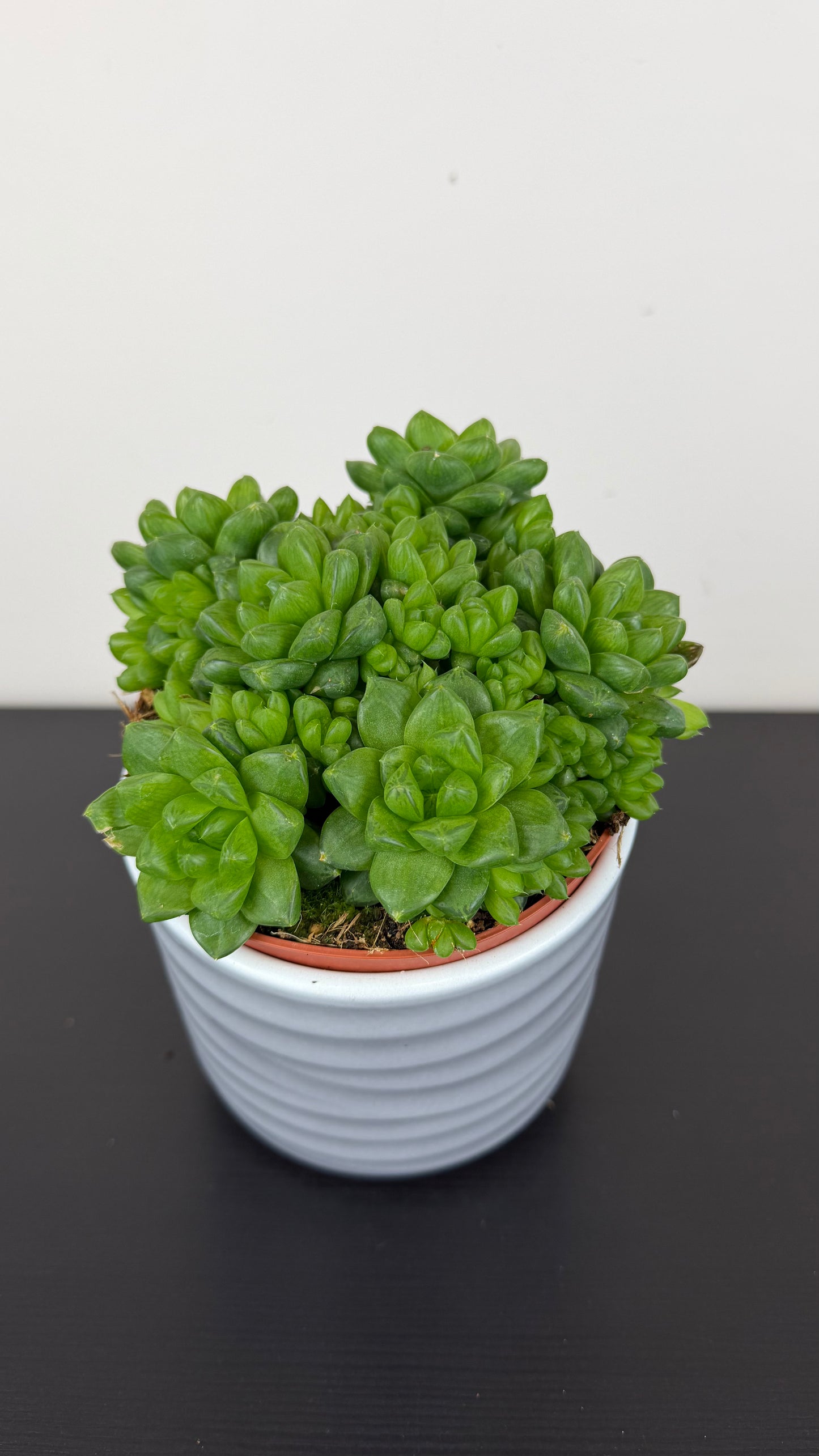 Haworthia cooperi