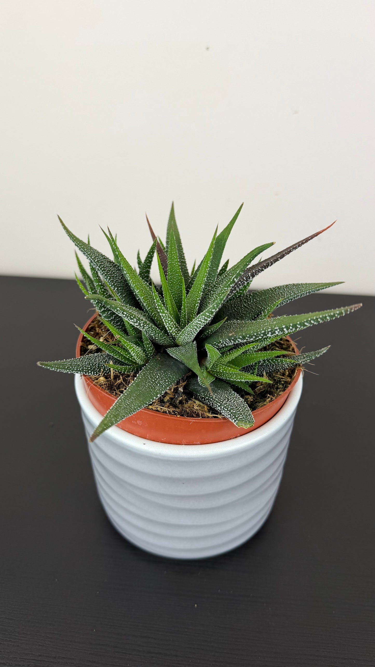 Haworthiopsis attenuata