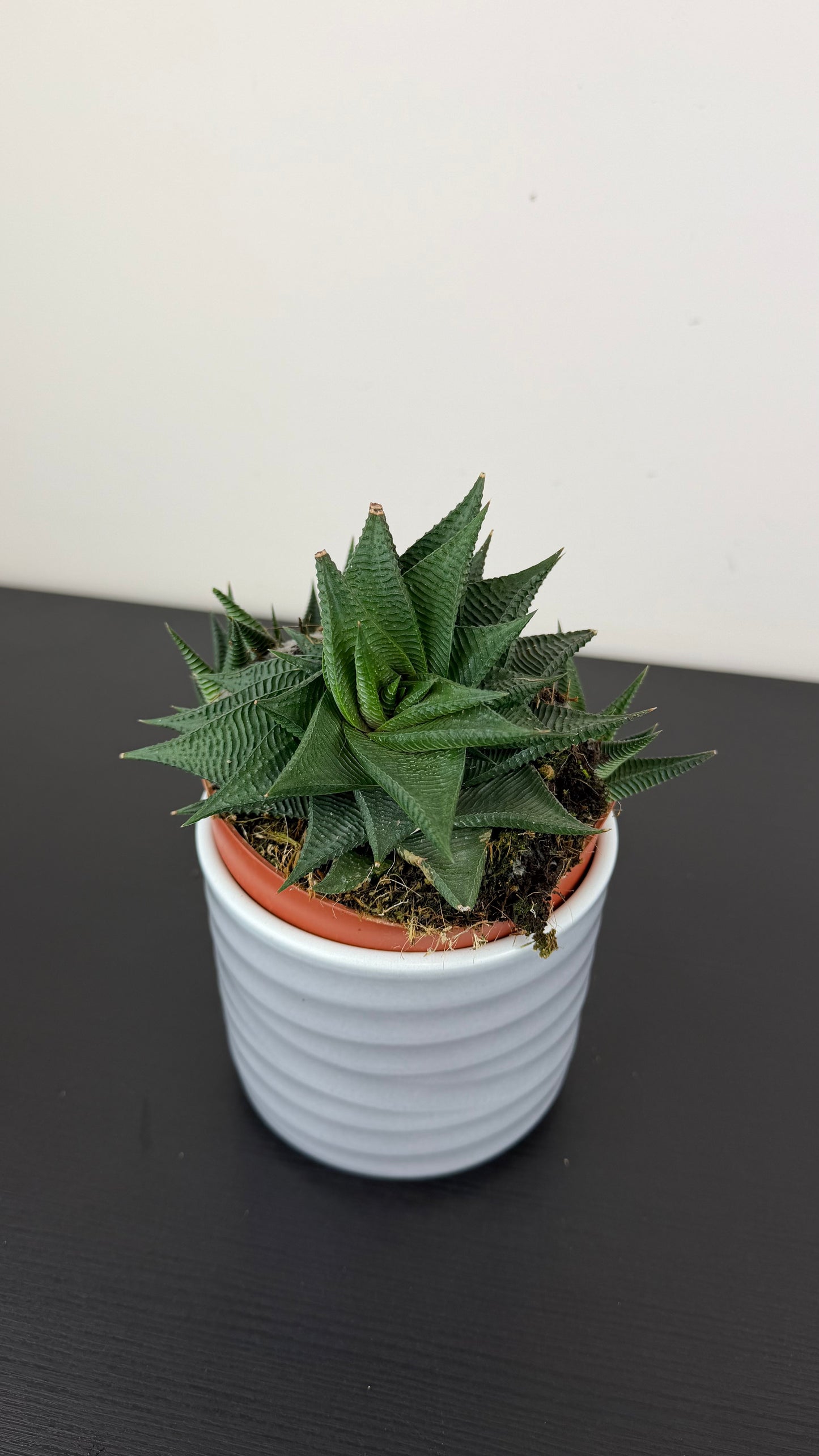 Haworthia 3