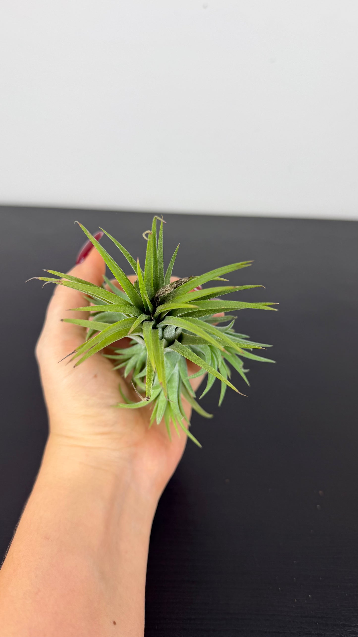 Tillandsia Air plant 21