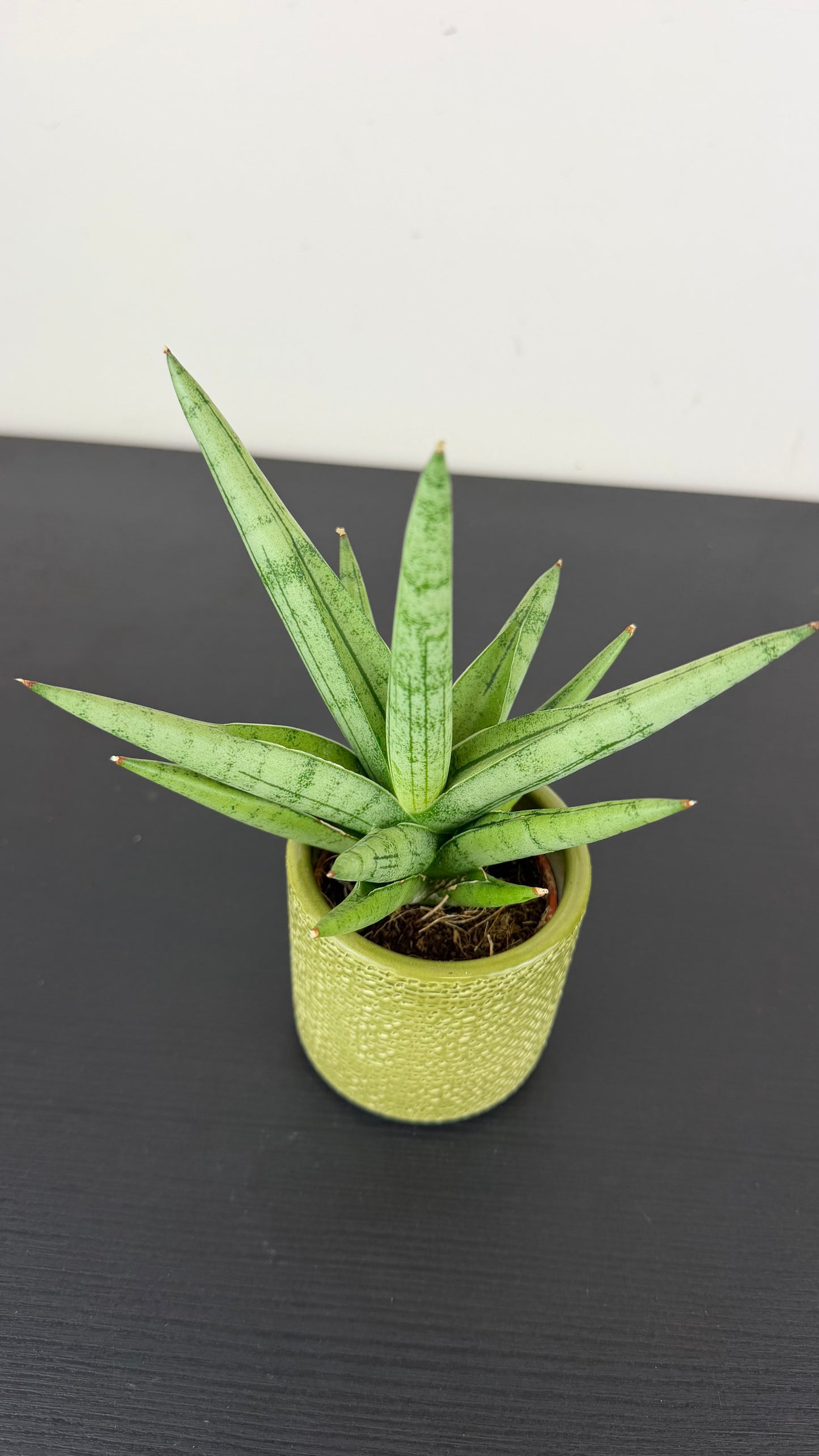Sansevieria Silver Crown