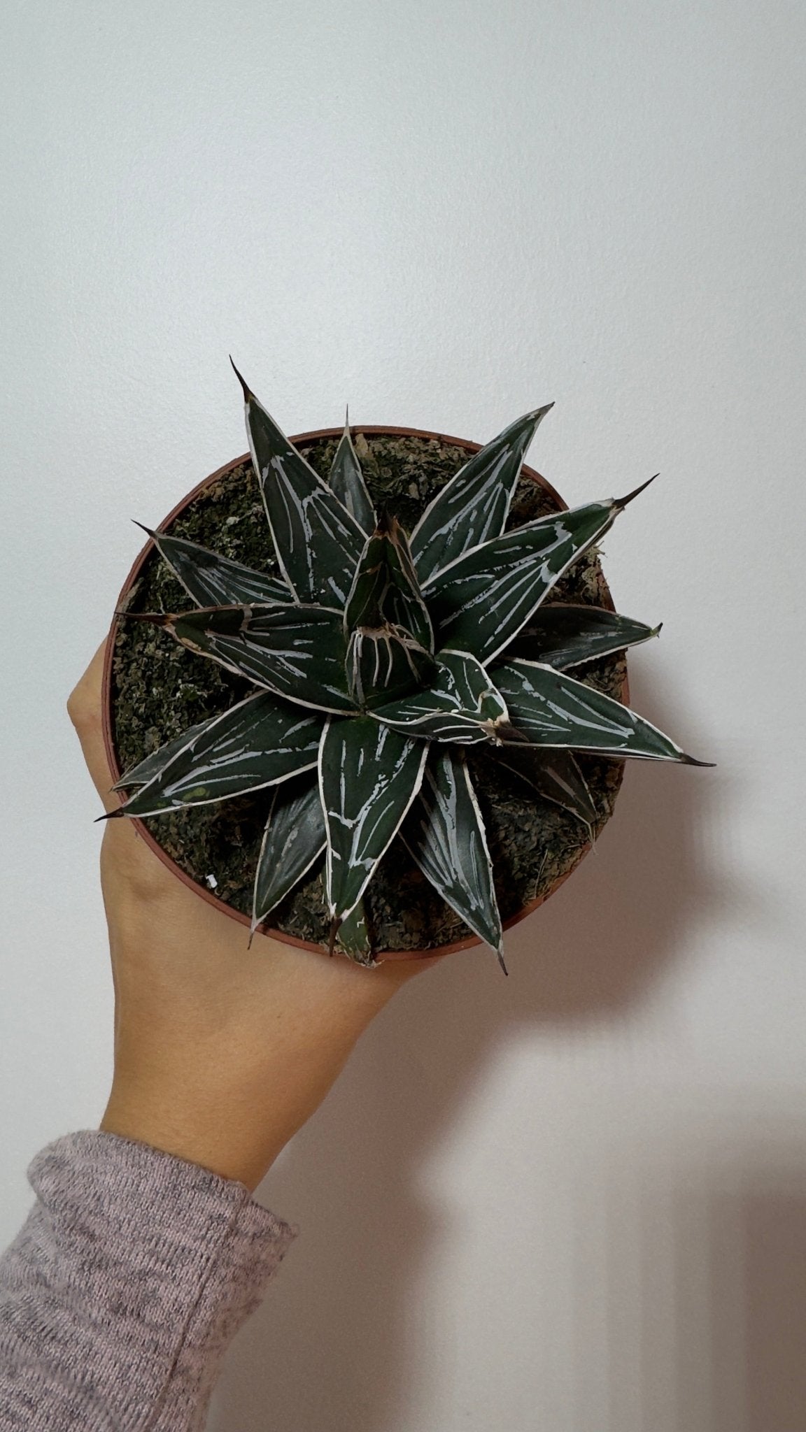Agave Victoriae reginae - www.augi-plants.lv