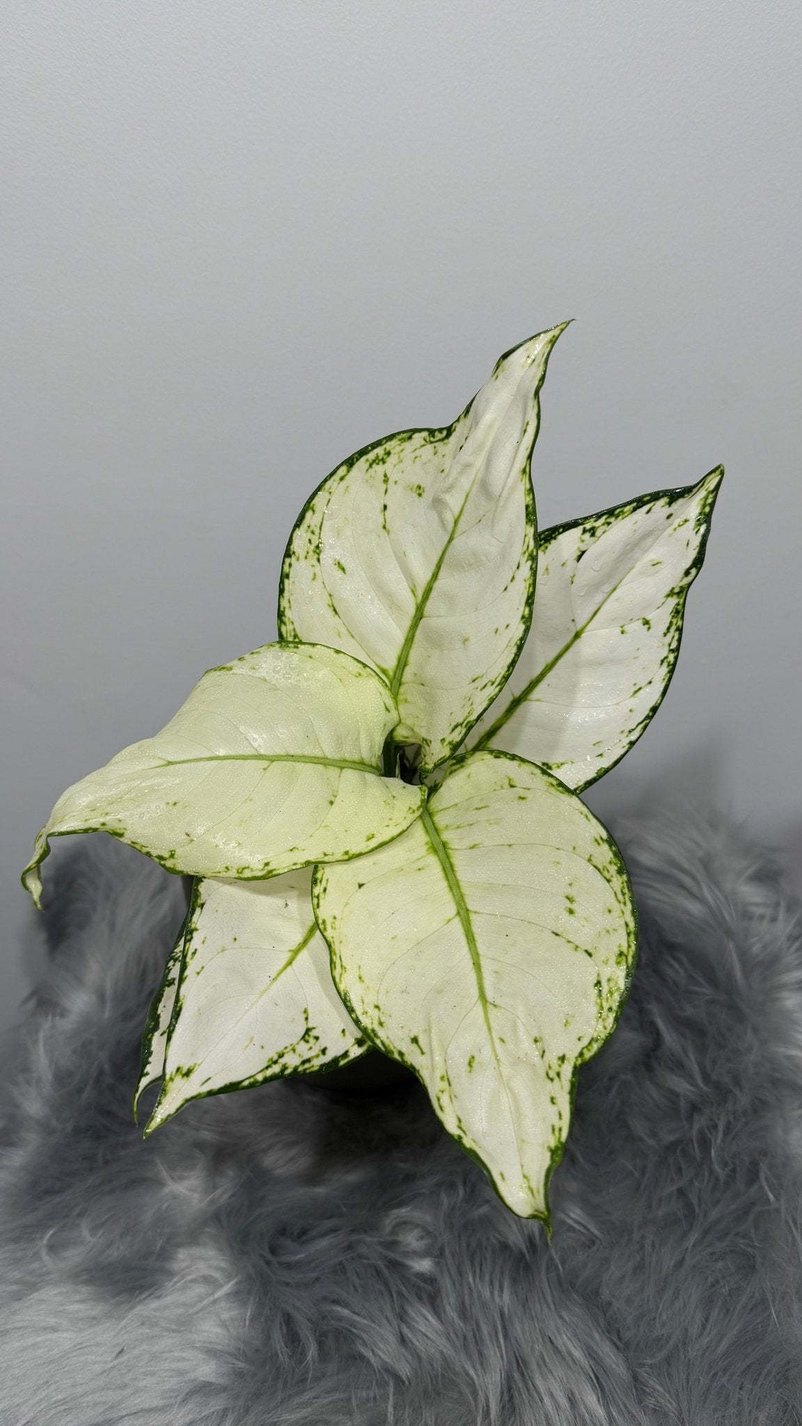 Aglaonema 15 - www.augi-plants.lv
