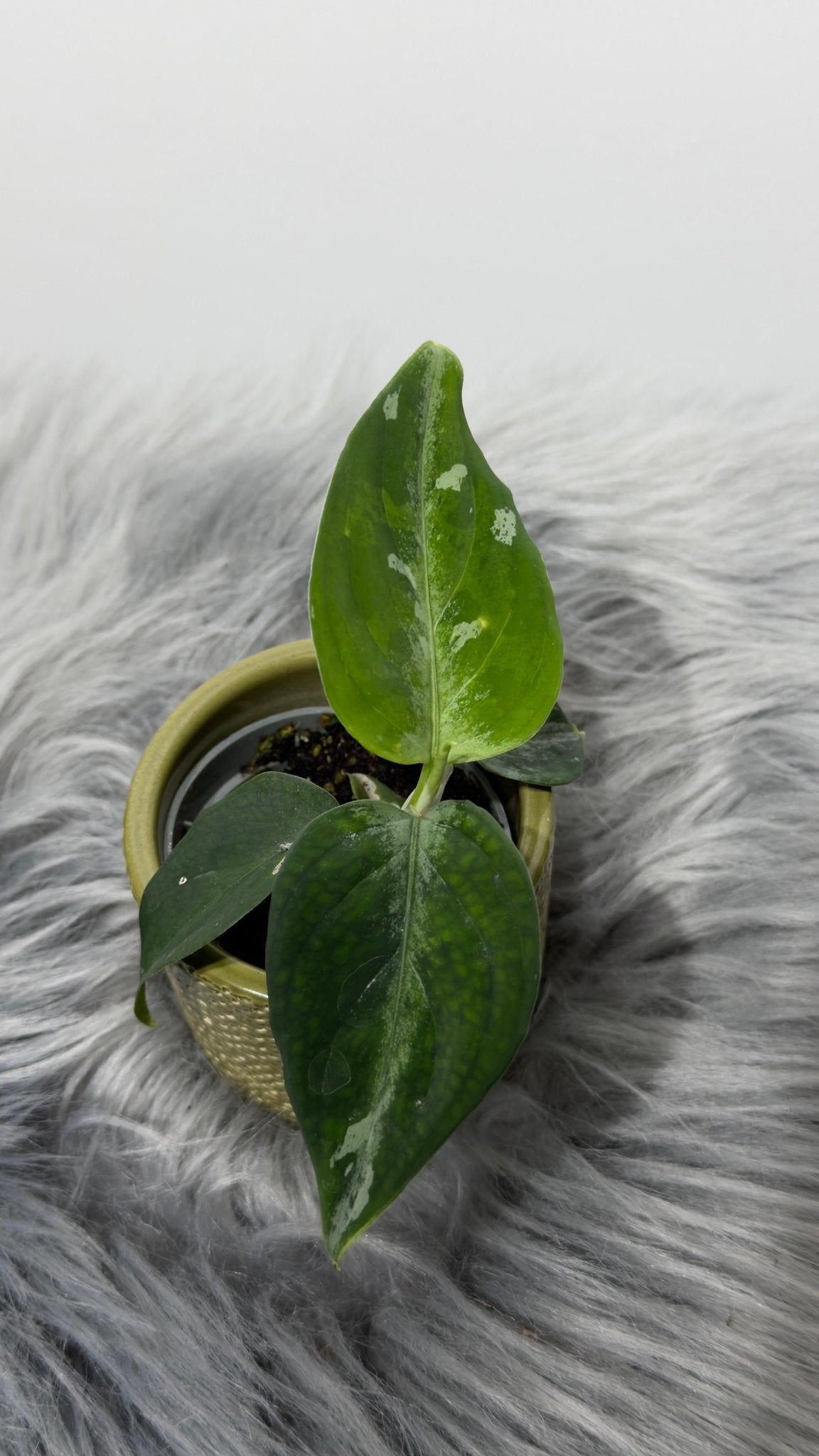 Aglaonema Pictum Tricolor - www.augi-plants.lv