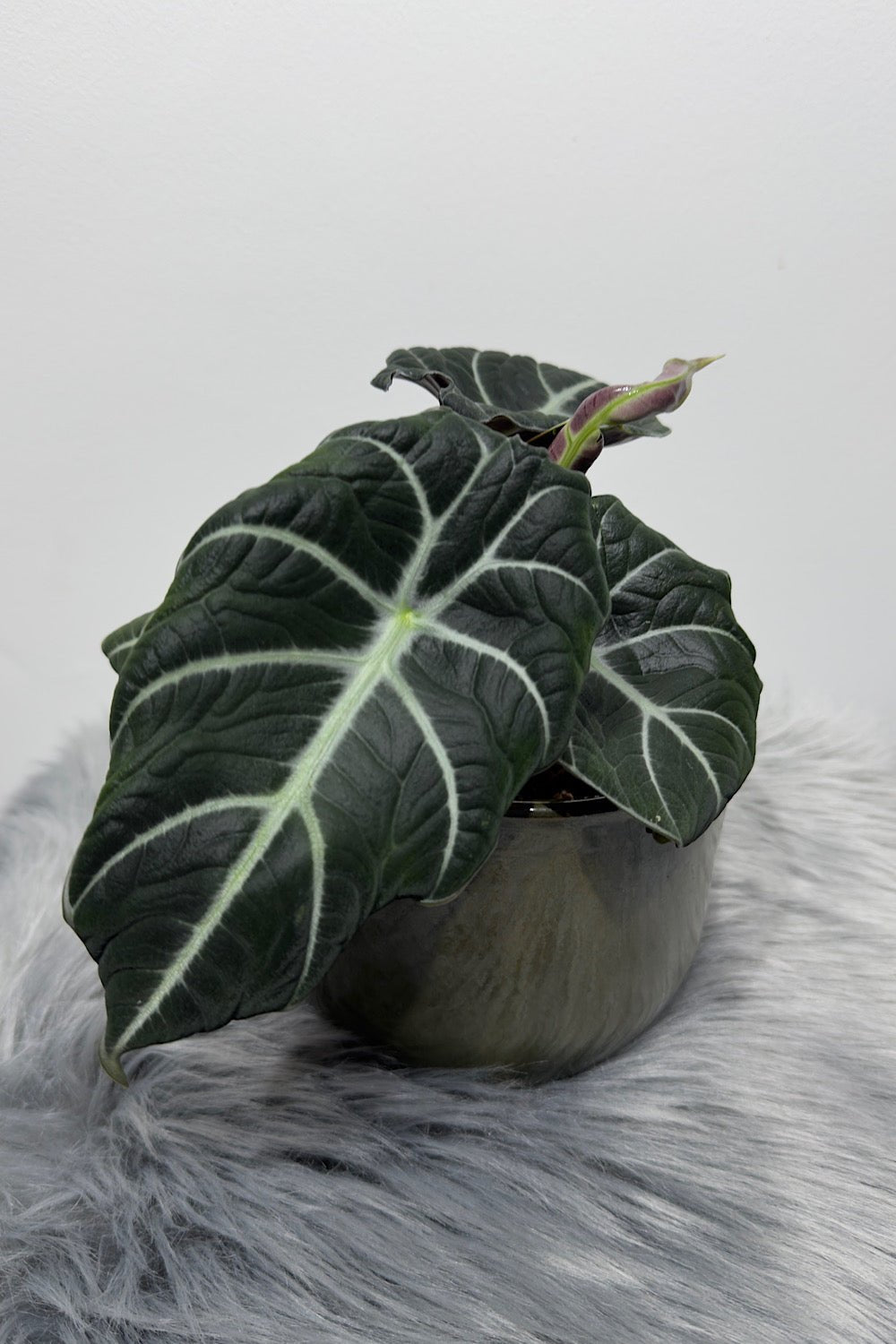 Alocasia 'Black Velvet' - www.augi-plants.lv