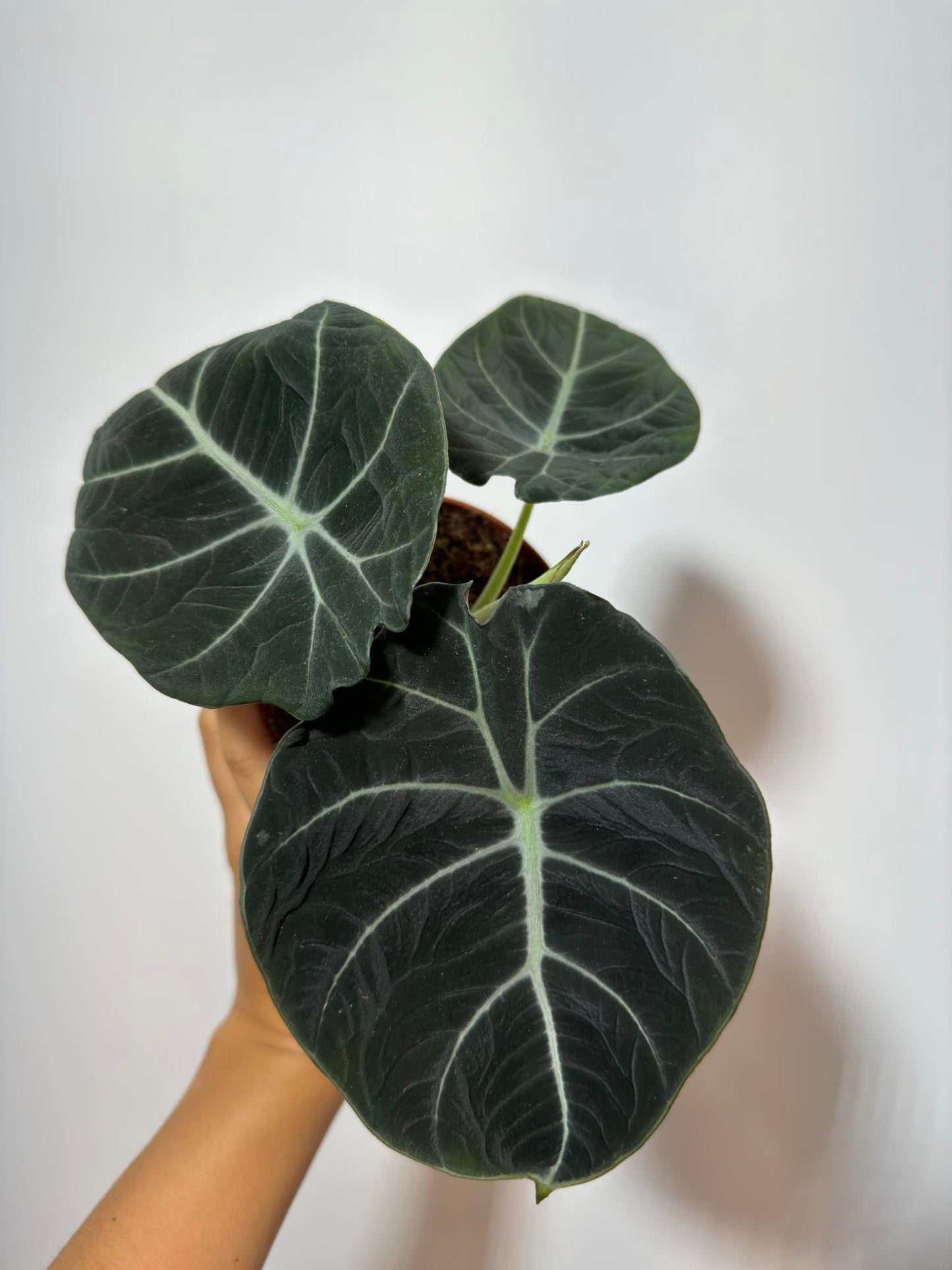 Alocasia 'Black Velvet' - www.augi-plants.lv