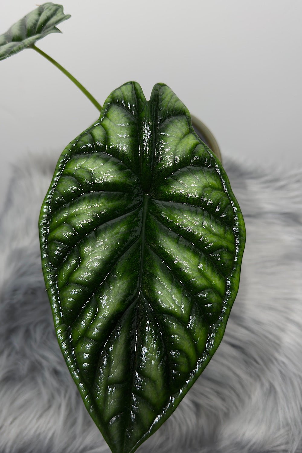 Alocasia Dragon Scale - www.augi-plants.lv