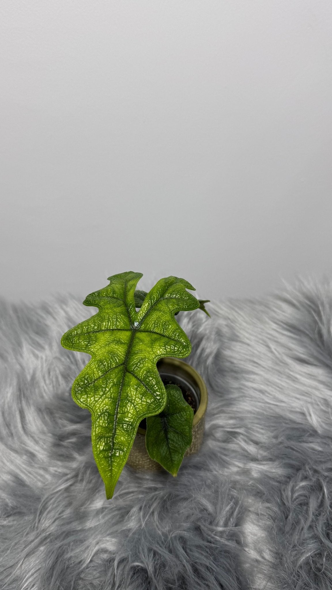 Alocasia Jacklyn - www.augi-plants.lv