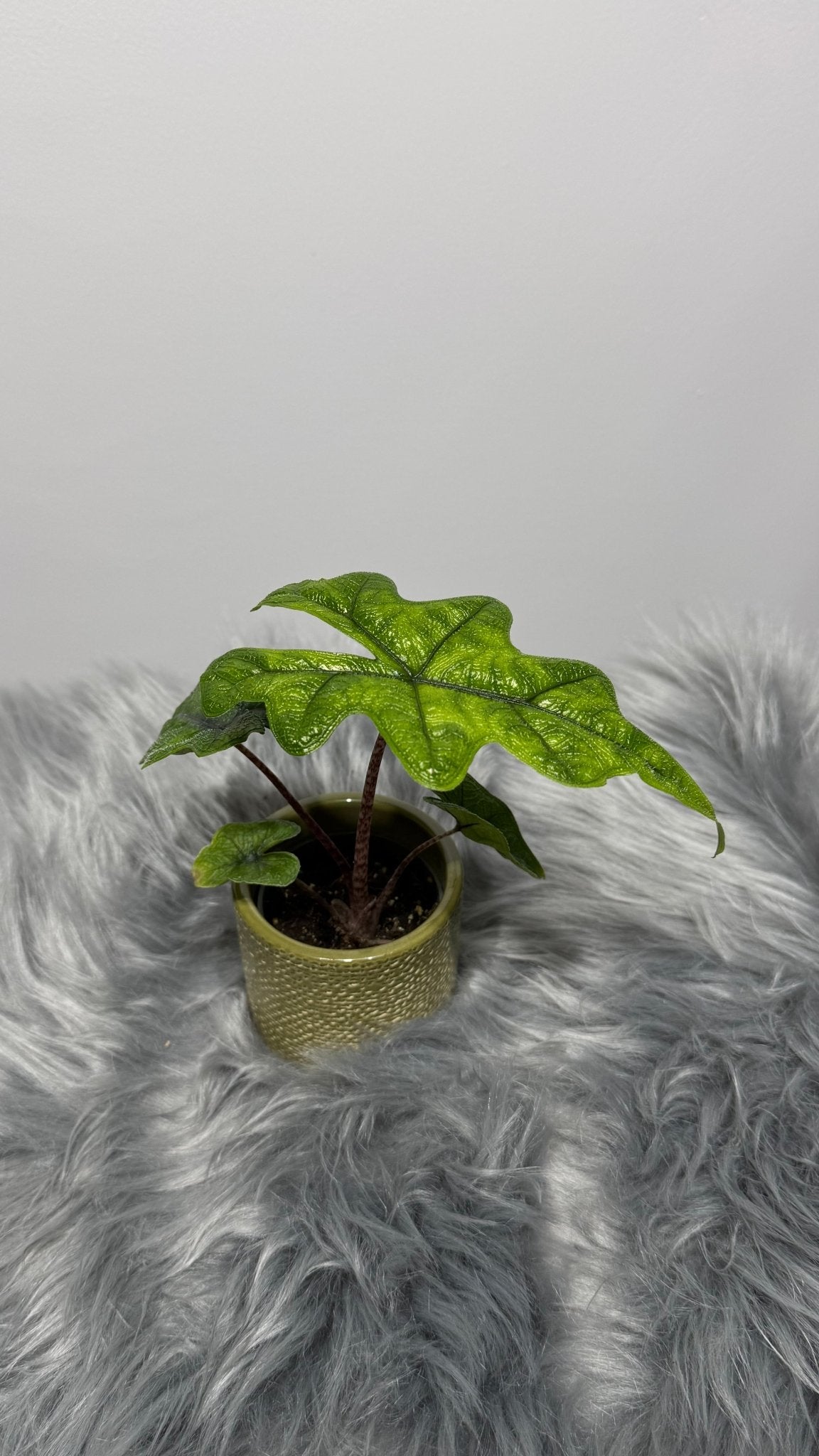 Alocasia Jacklyn - www.augi-plants.lv