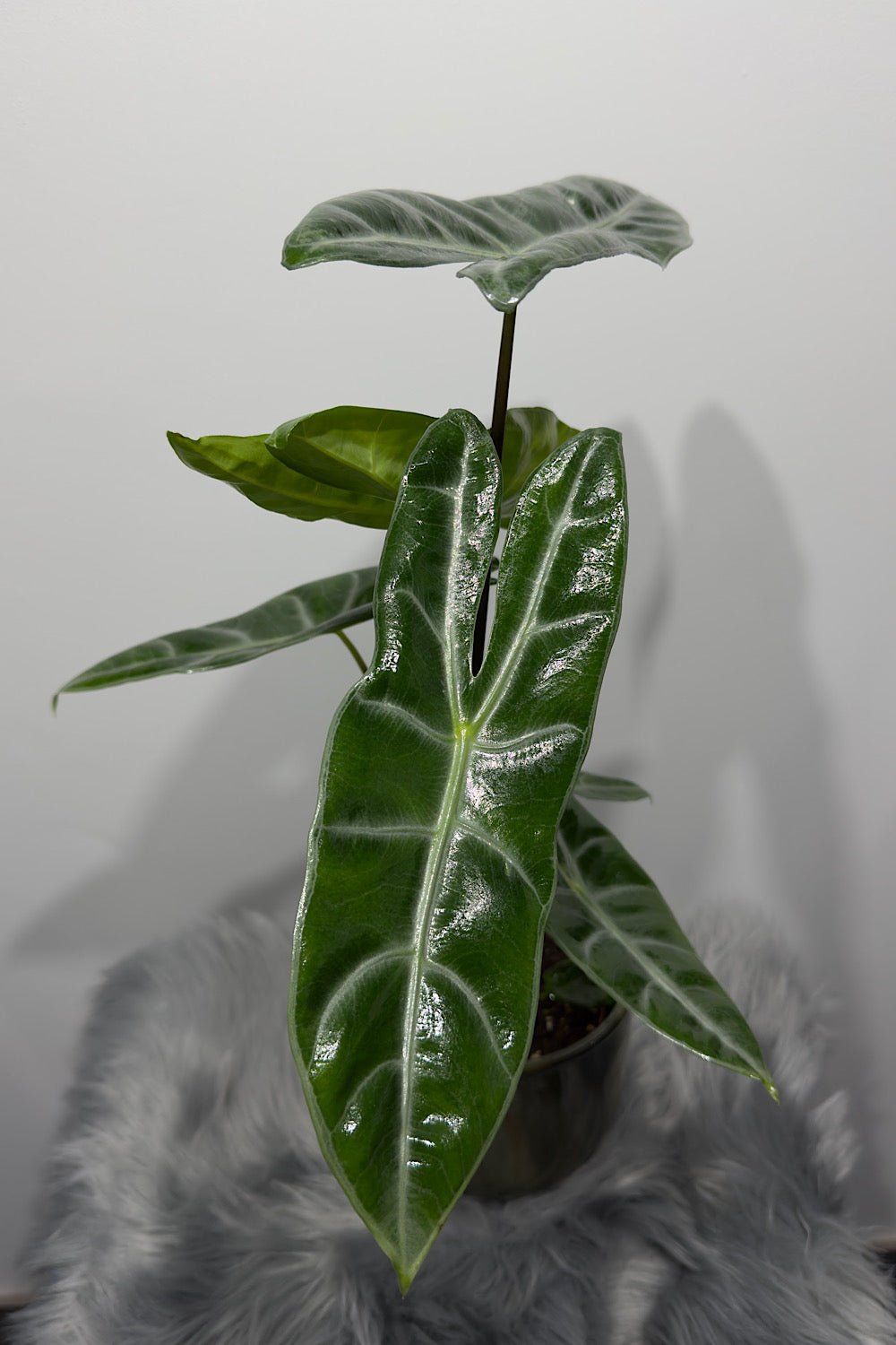 Alocasia Longiloba - www.augi-plants.lv