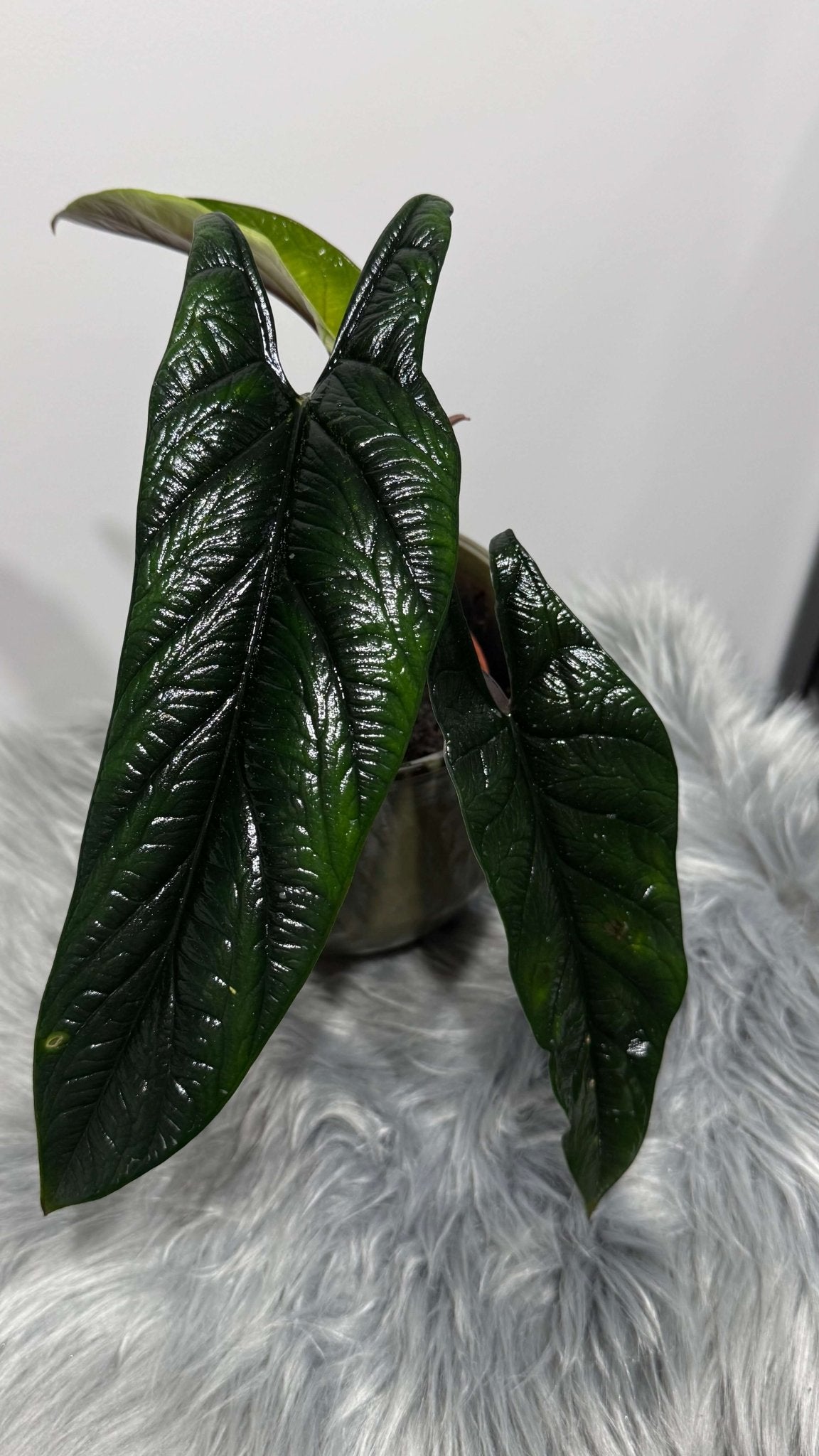 Alocasia Scalprum - www.augi-plants.lv
