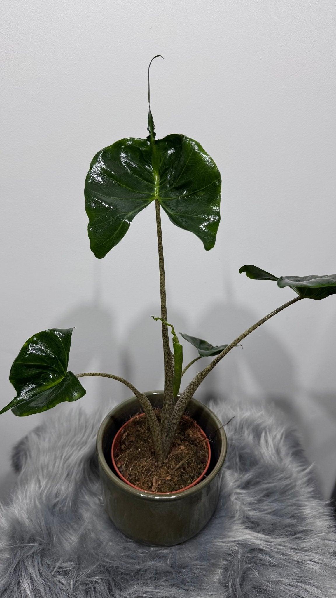 Alocasia Stingray - www.augi-plants.lv