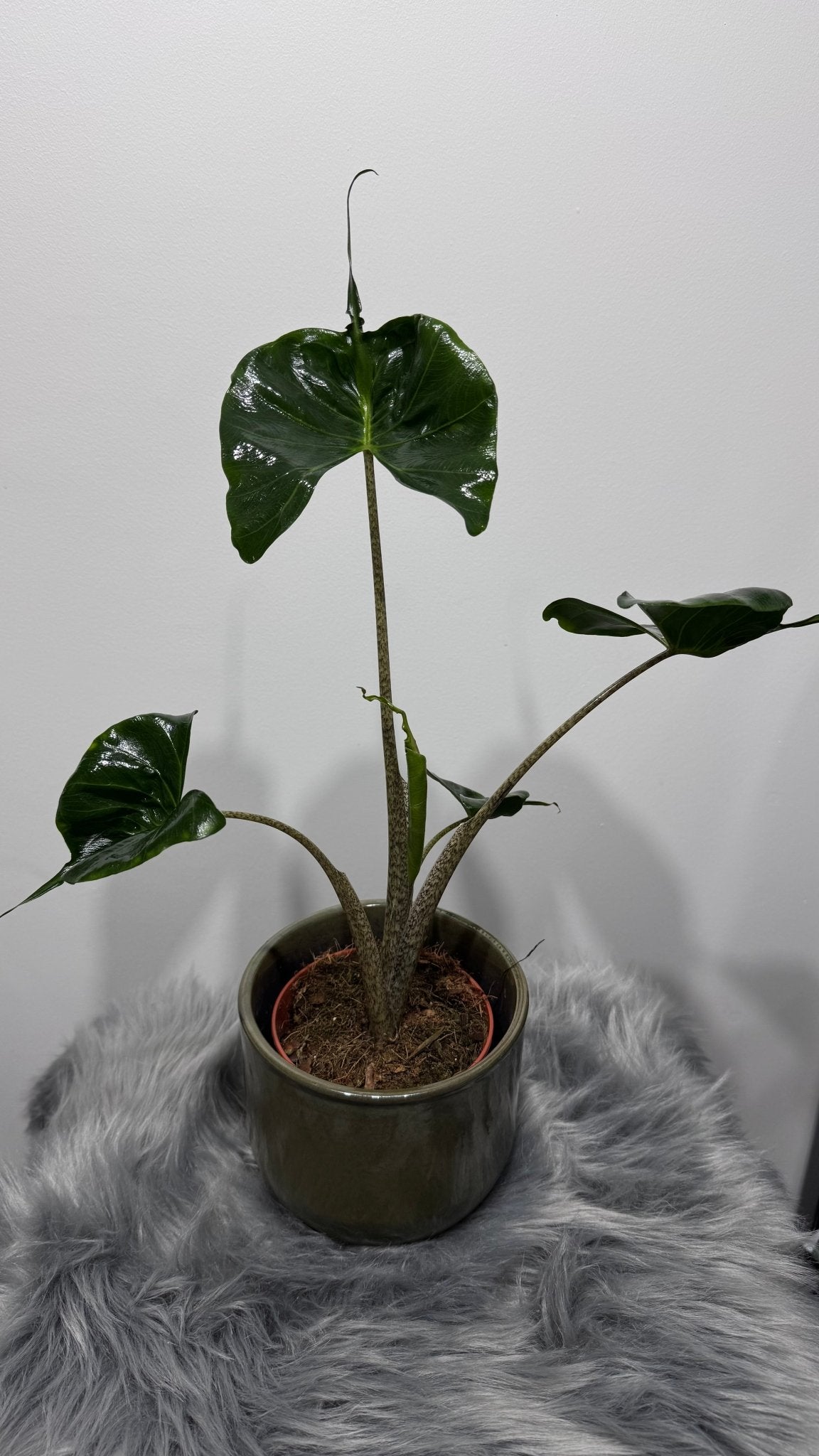 Alocasia Stingray - www.augi-plants.lv