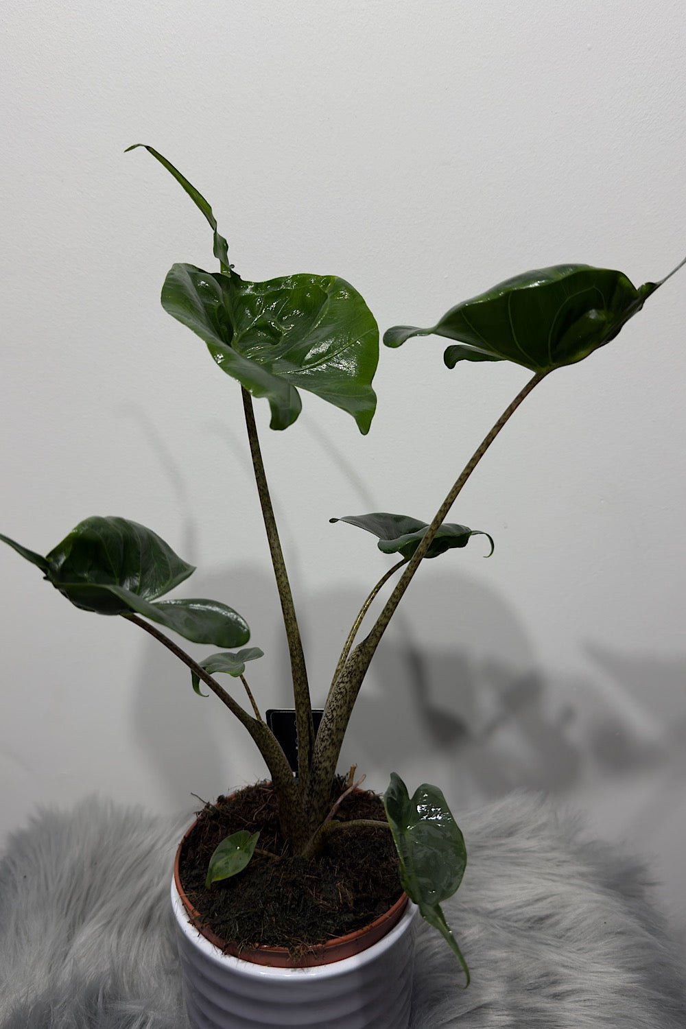 Alocasia Stingray - www.augi-plants.lv