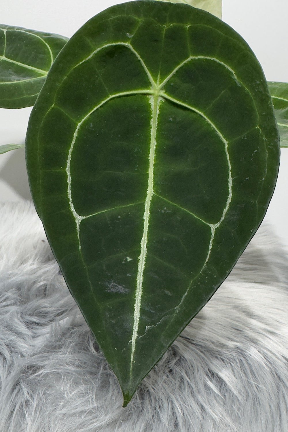 Anthurium Forgetti x nigrolaminum - www.augi-plants.lv