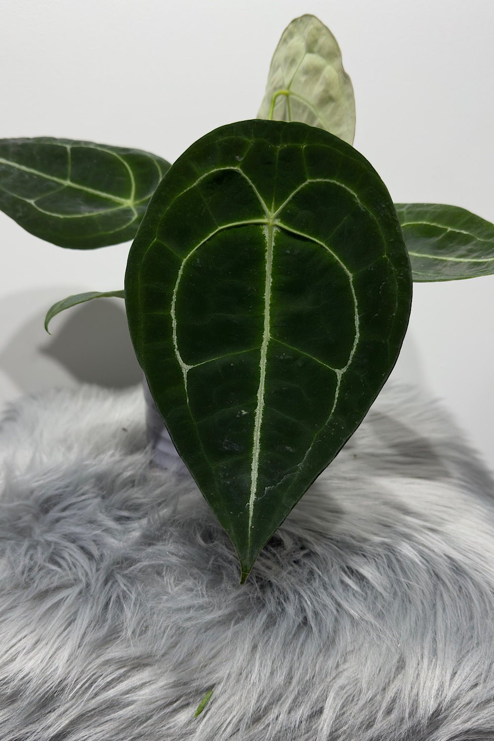 Anthurium Forgetti x nigrolaminum - www.augi-plants.lv