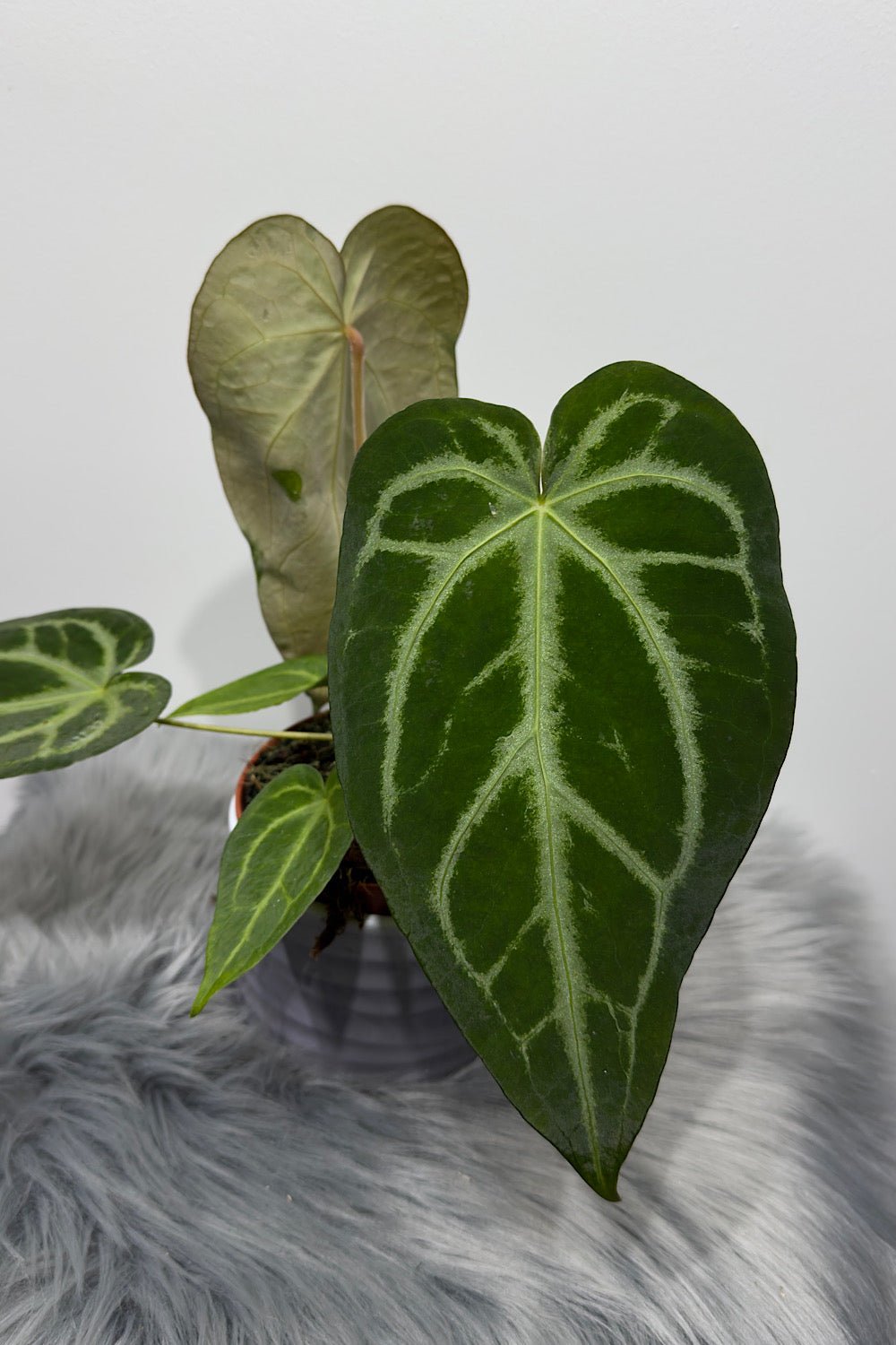 Anthurium magnificum - www.augi-plants.lv