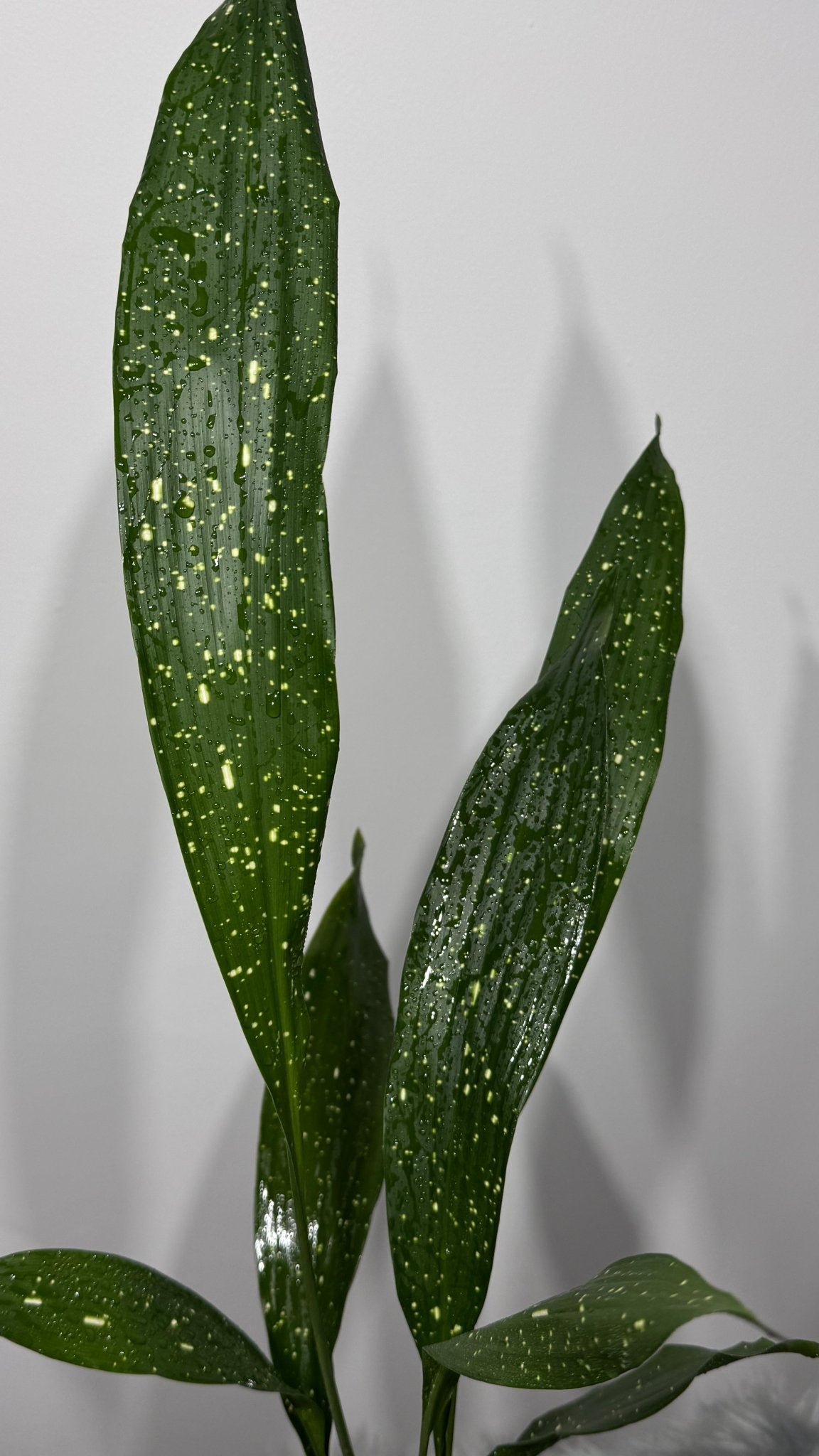 Aspidistra elatior Milky Way Mājas svētība - www.augi-plants.lv