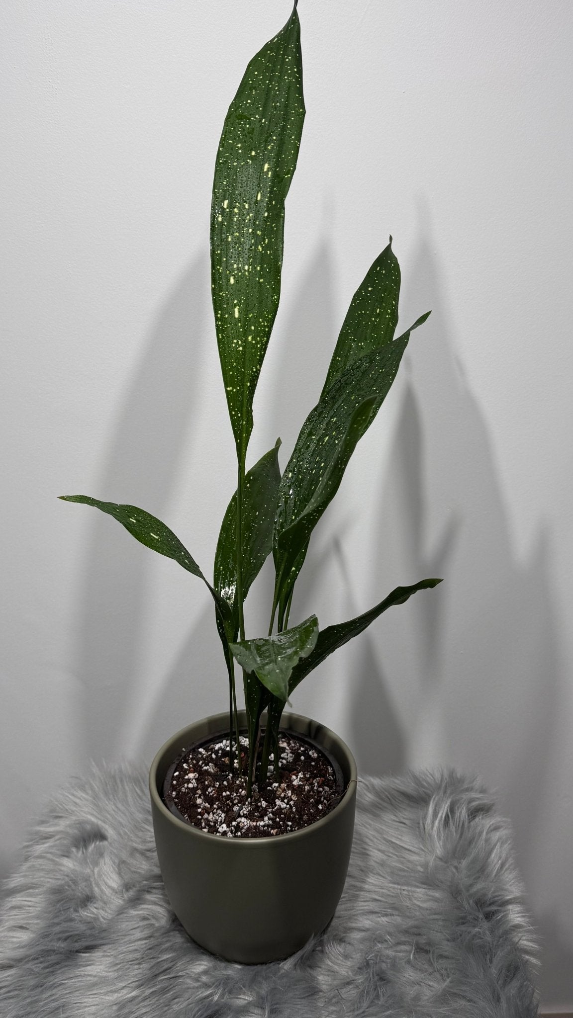 Aspidistra elatior Milky Way Mājas svētība - www.augi-plants.lv